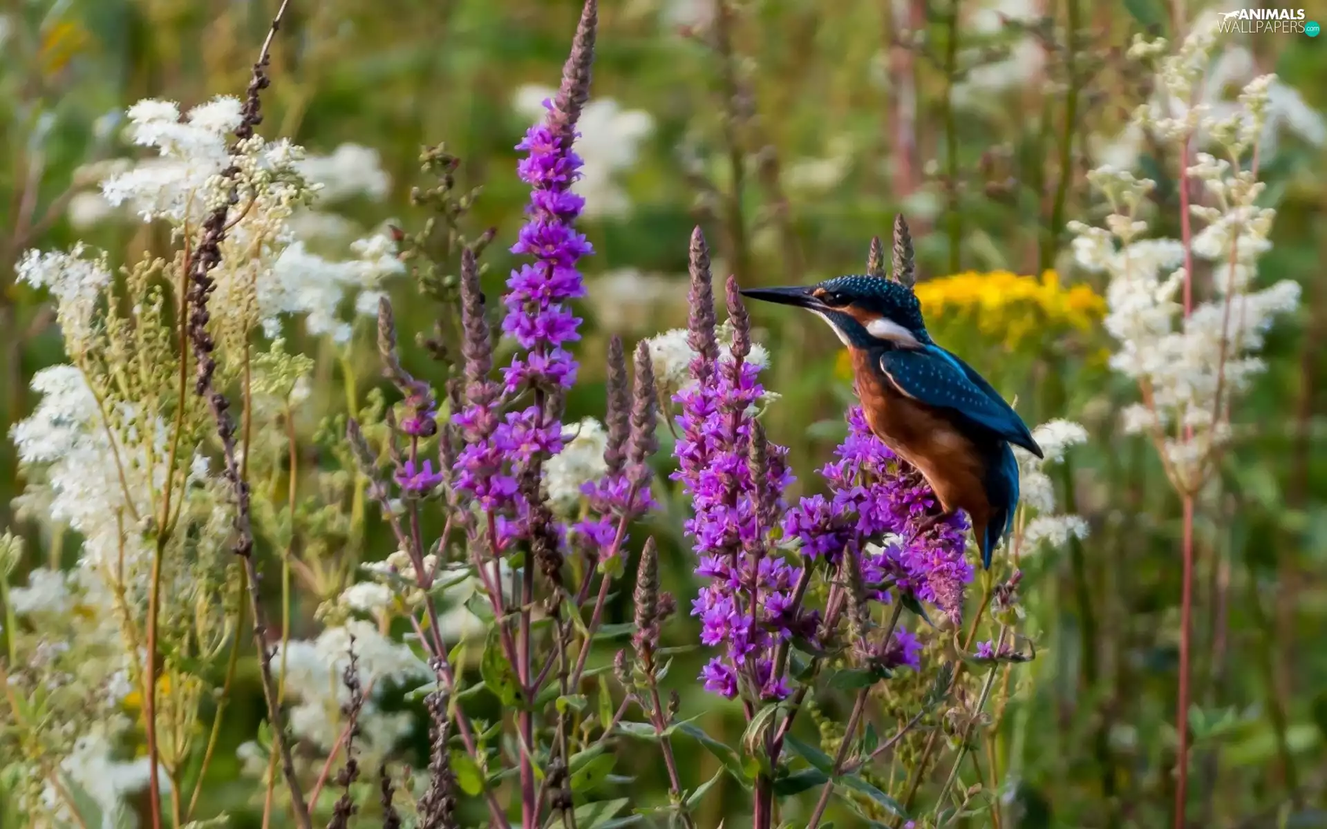 kingfisher, Meadow, Bird