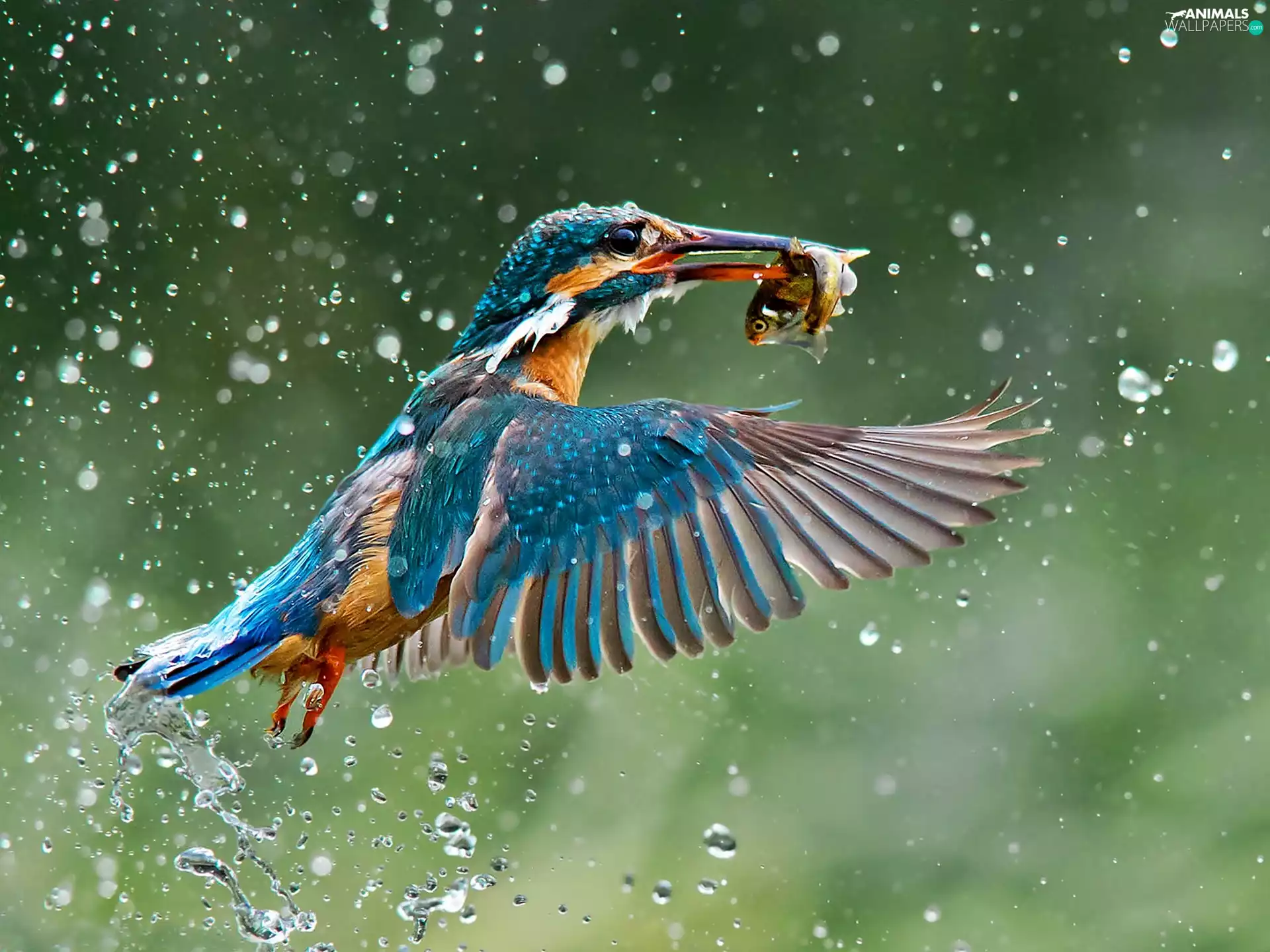 kingfisher, fish