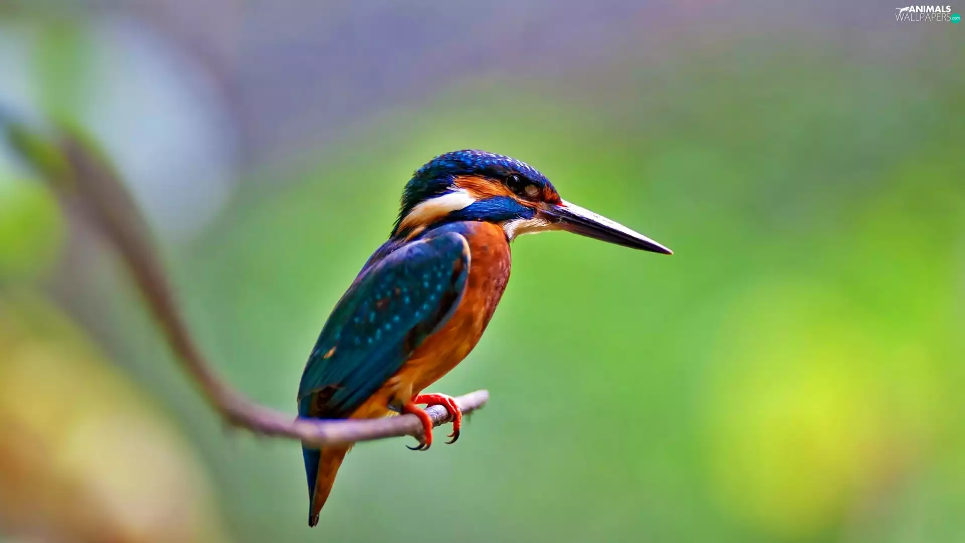 kingfisher, twig