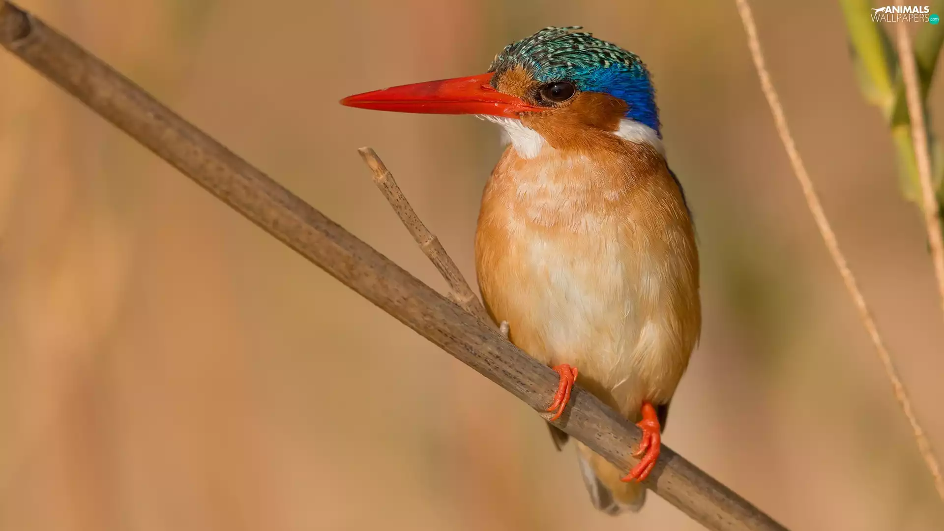 twig, Bird, Malachite Kingfisher