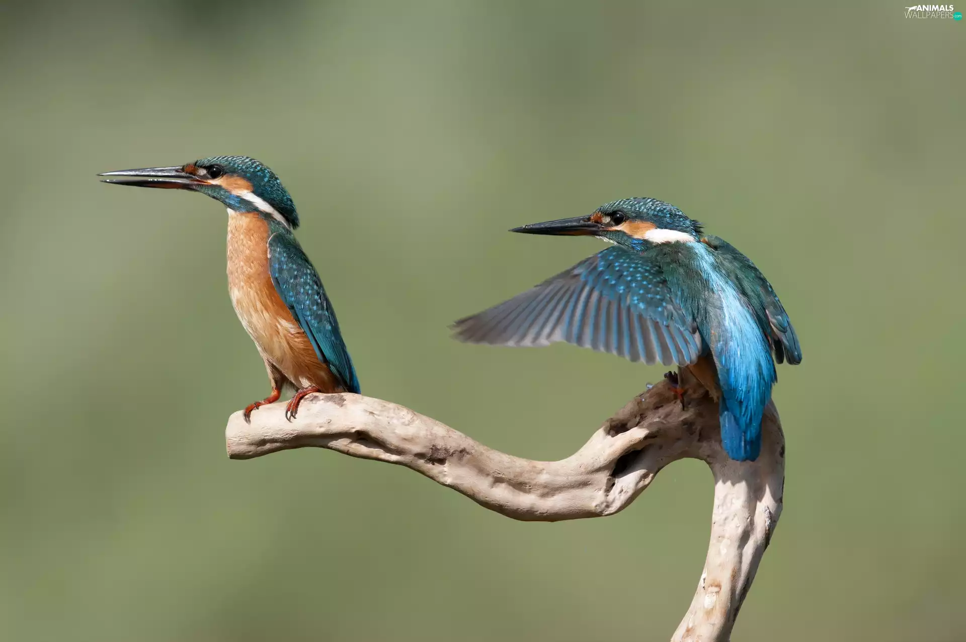 branch, background, birds, kingfishers, Two cars