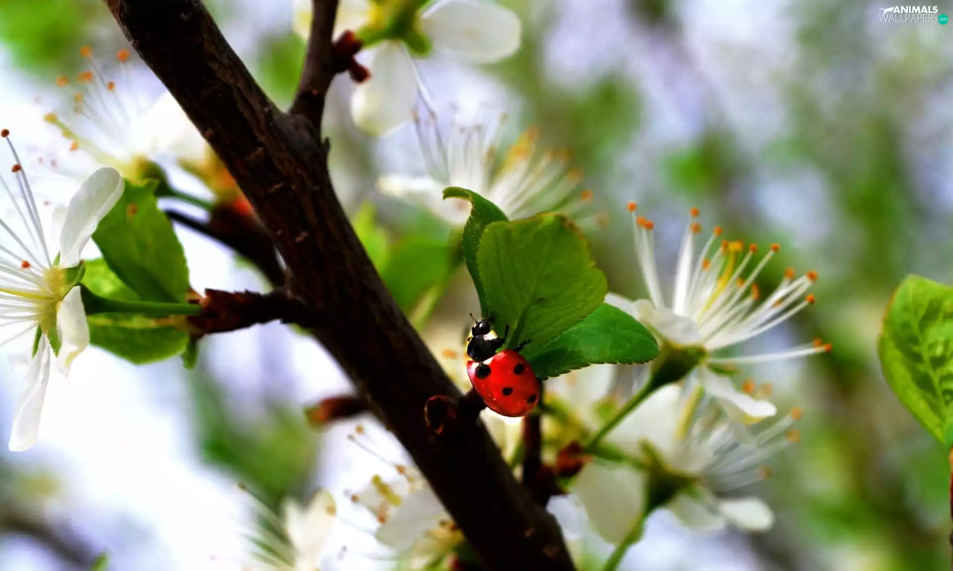 ladybird, Colourfull Flowers, kirsch
