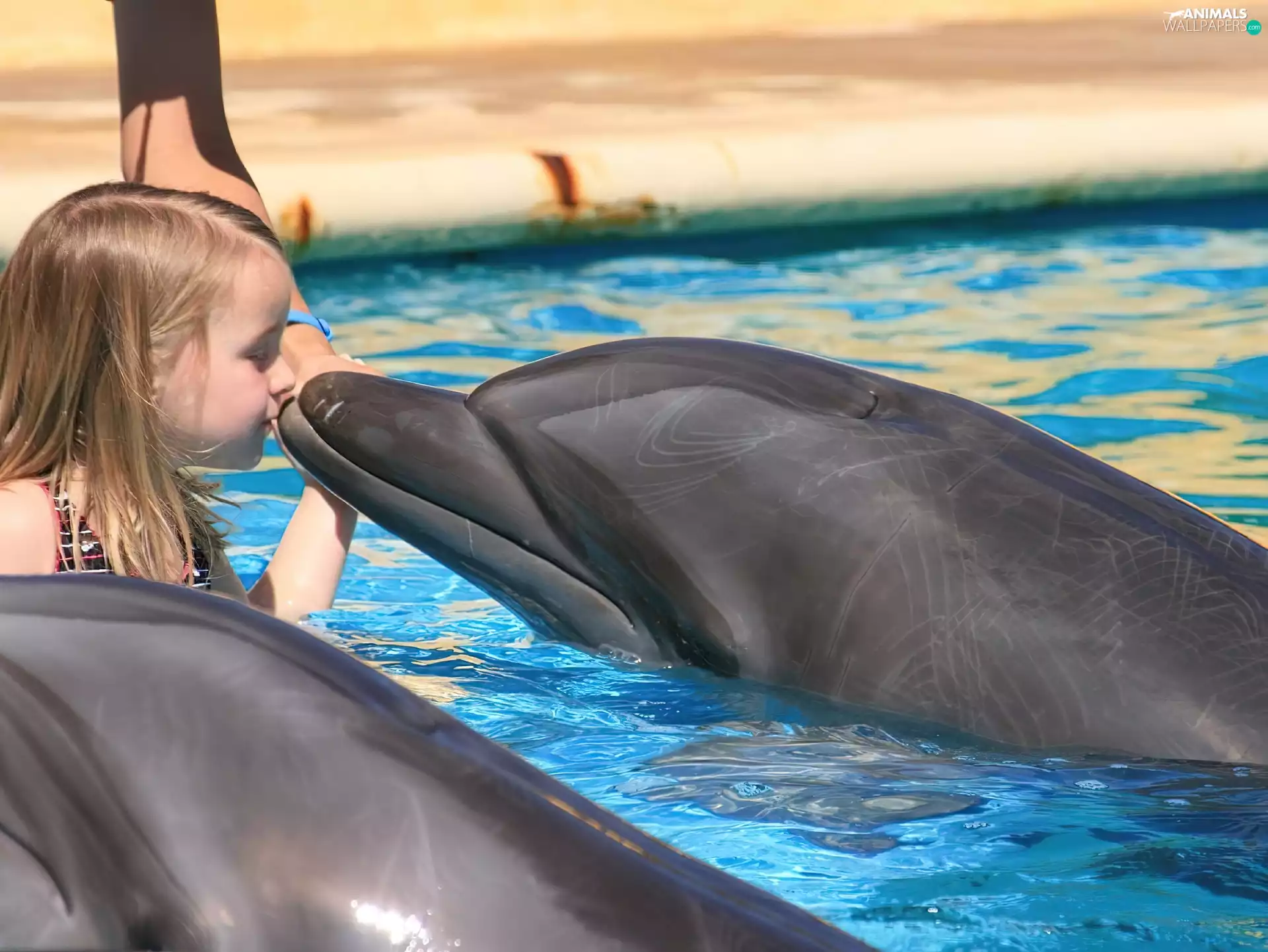 kiss, girl, dolphins