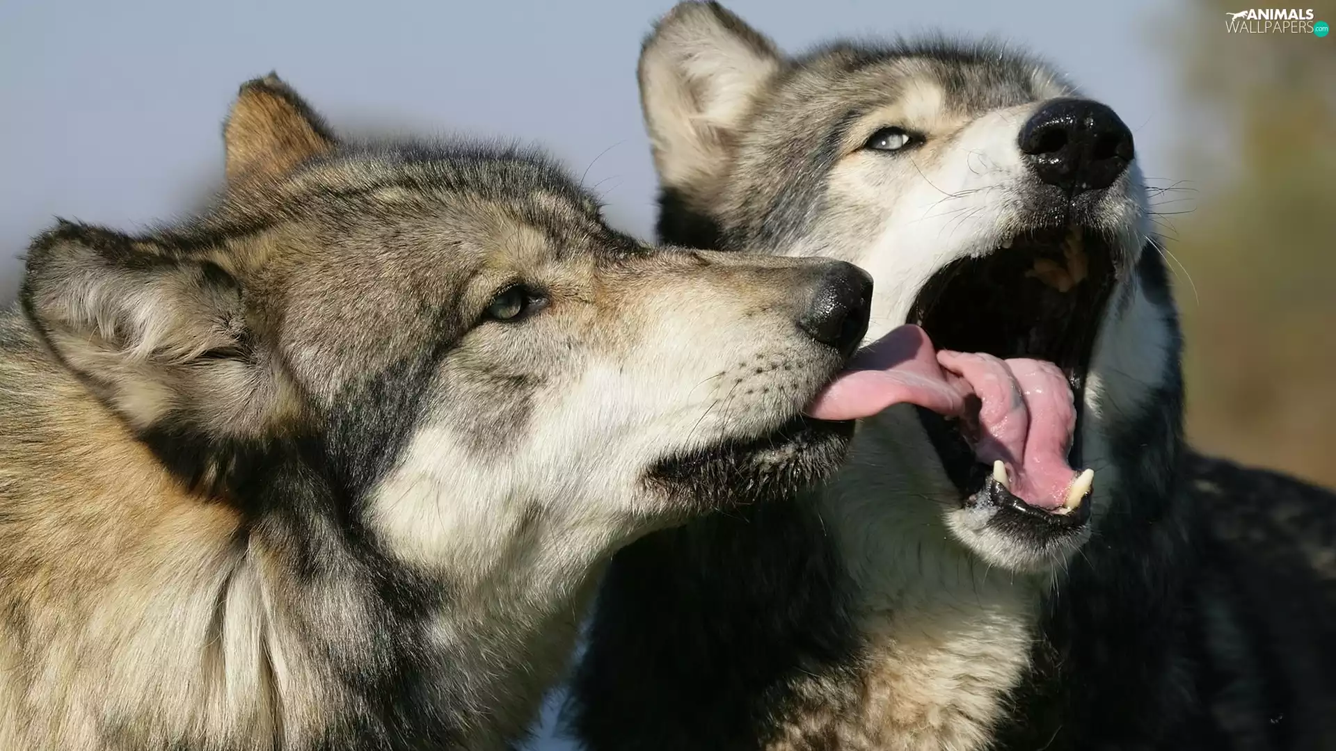 Kiss, wolves, Languages