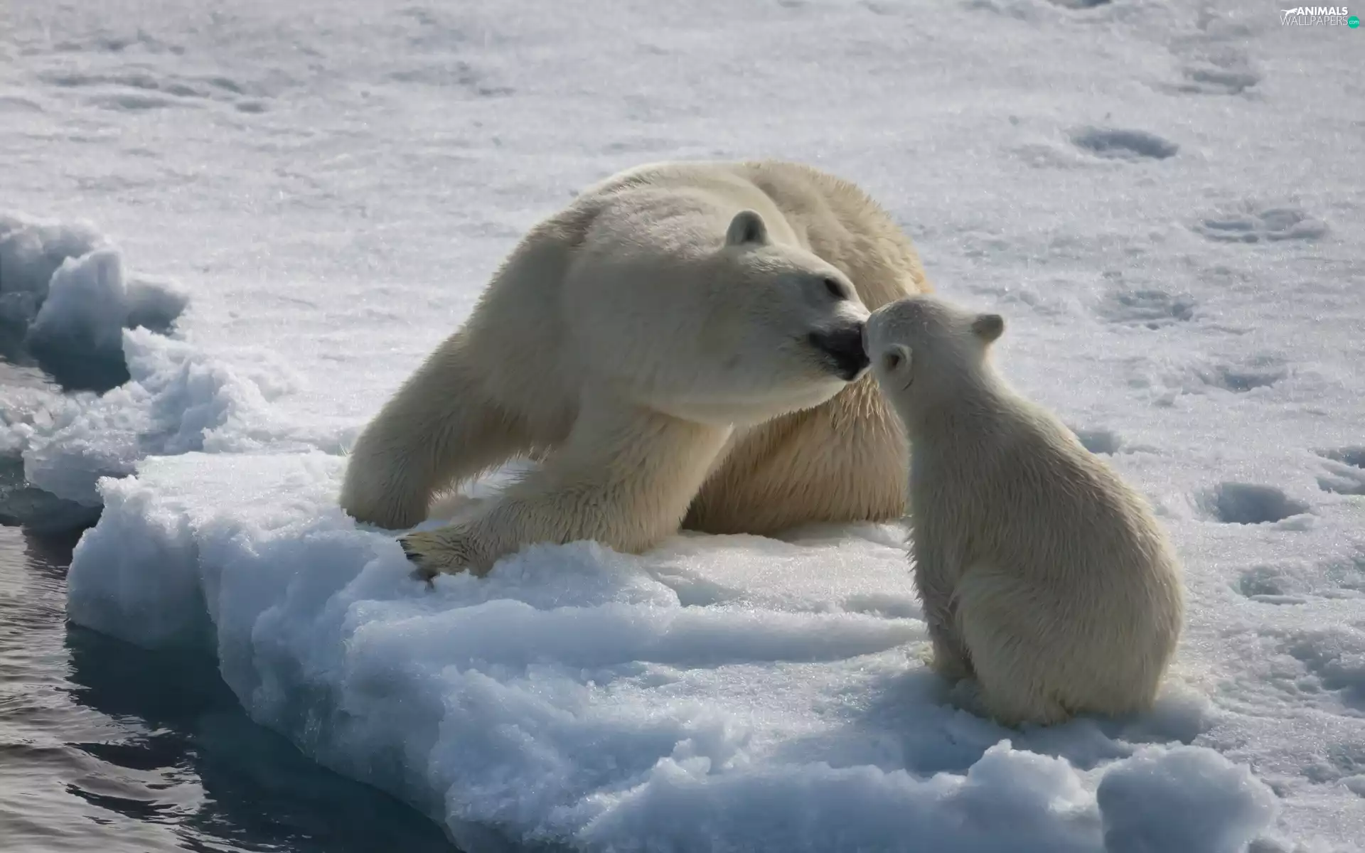 Kiss, bear, polar