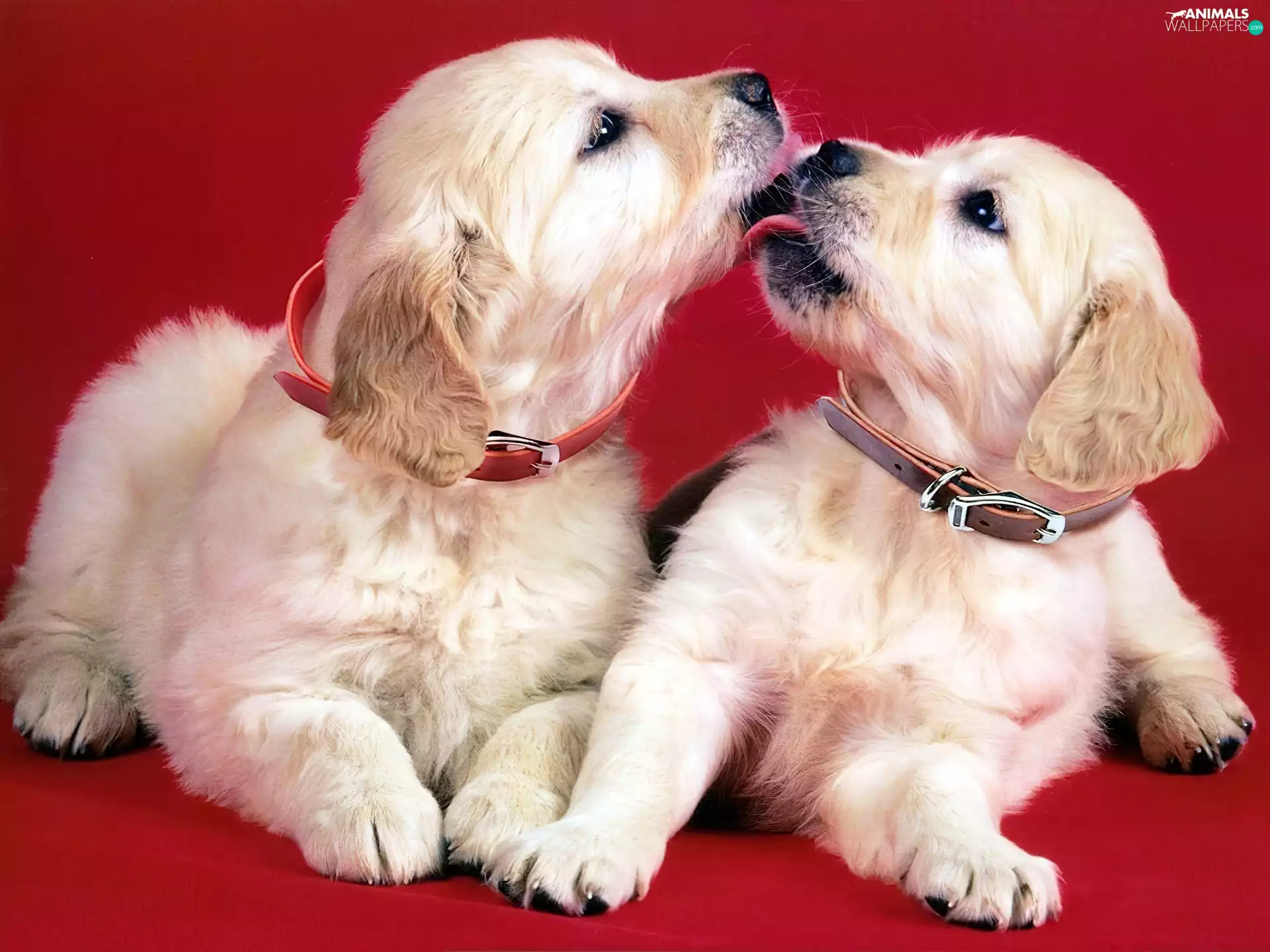 Puppies, Two cars, kissable