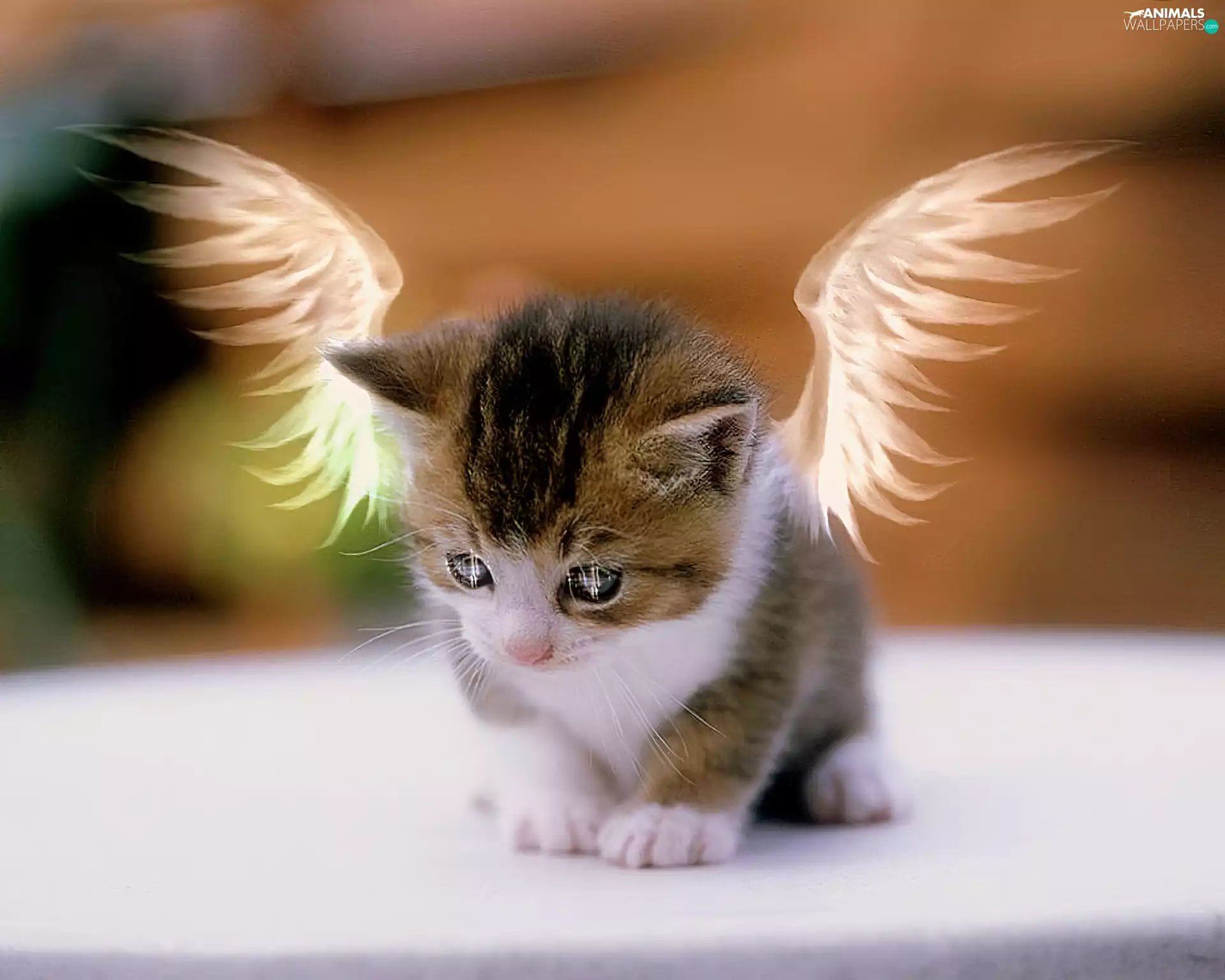 kitten, angel