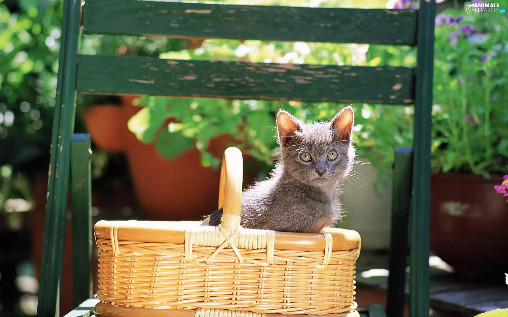 kitten, basket