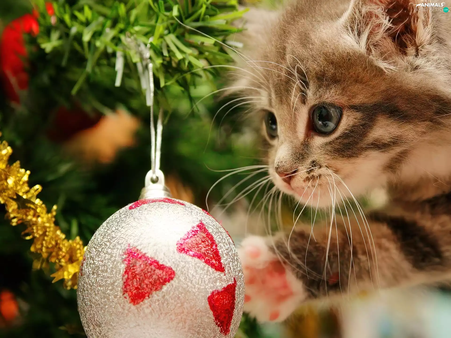 kitten, bauble