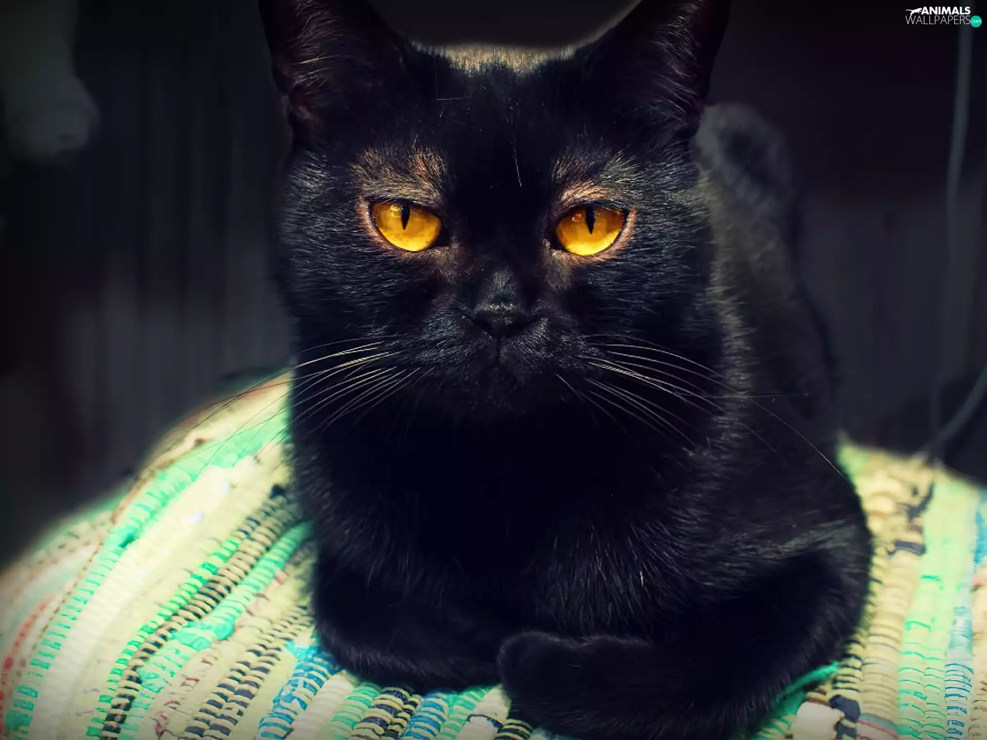 Black, Yellow, Eyes, kitten