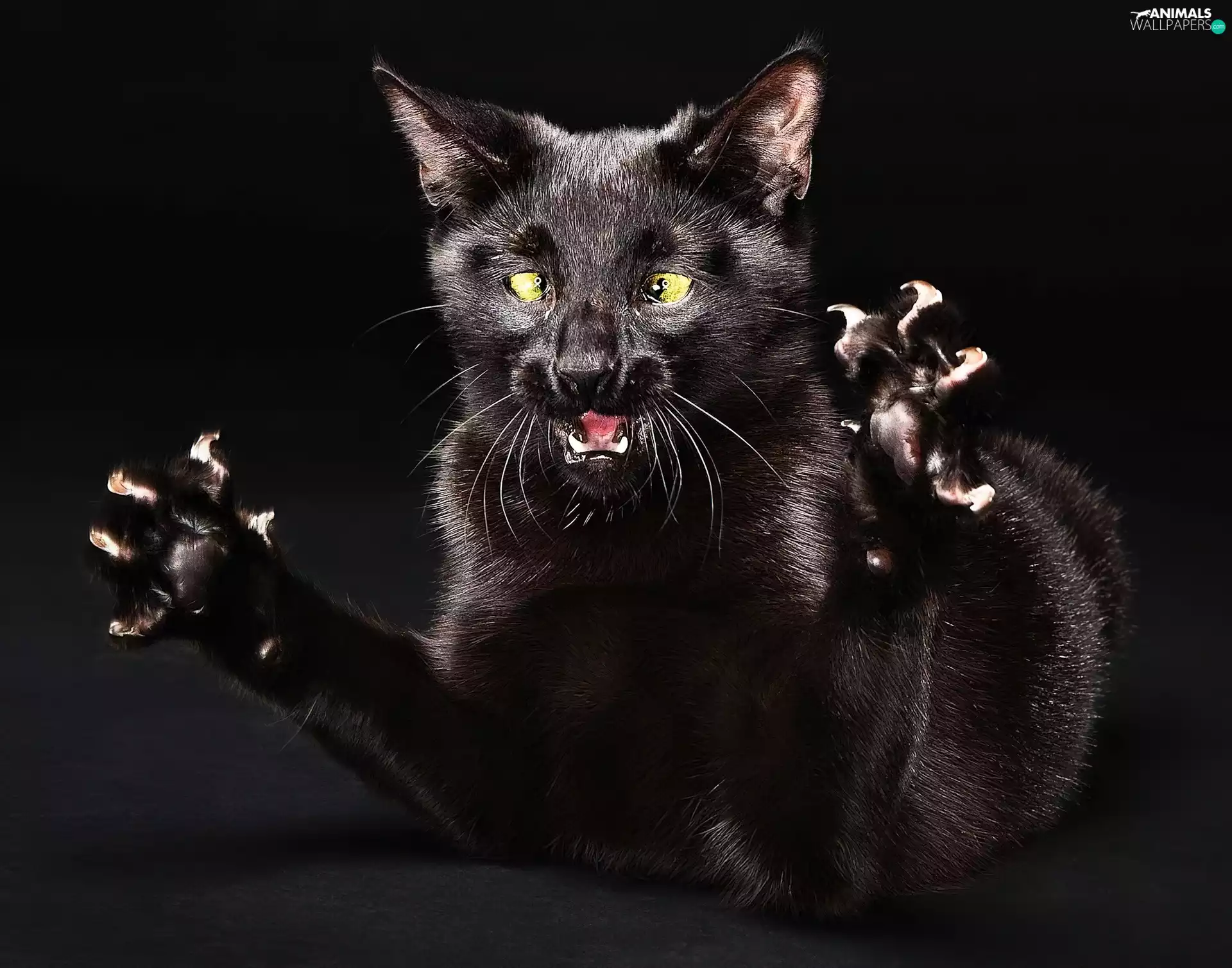 kitten, furious, Black