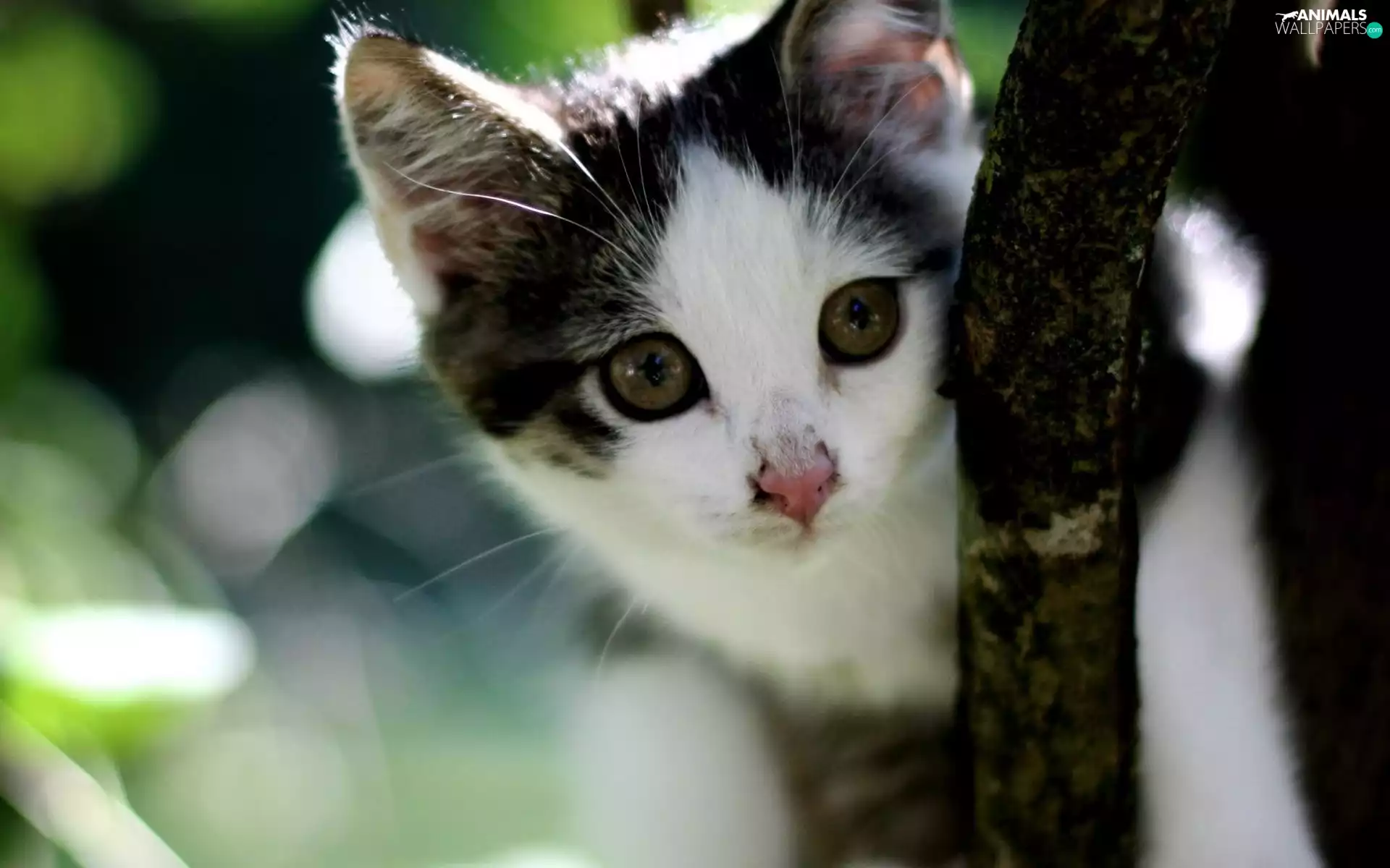 kitten, white, Black