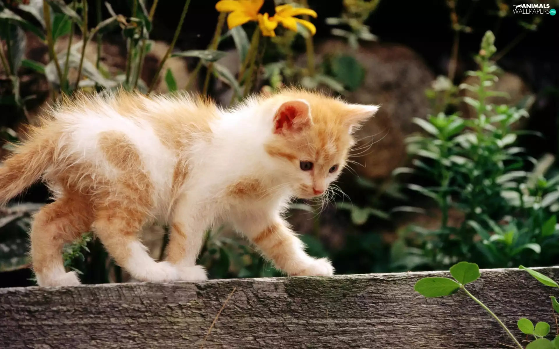 kitten, board