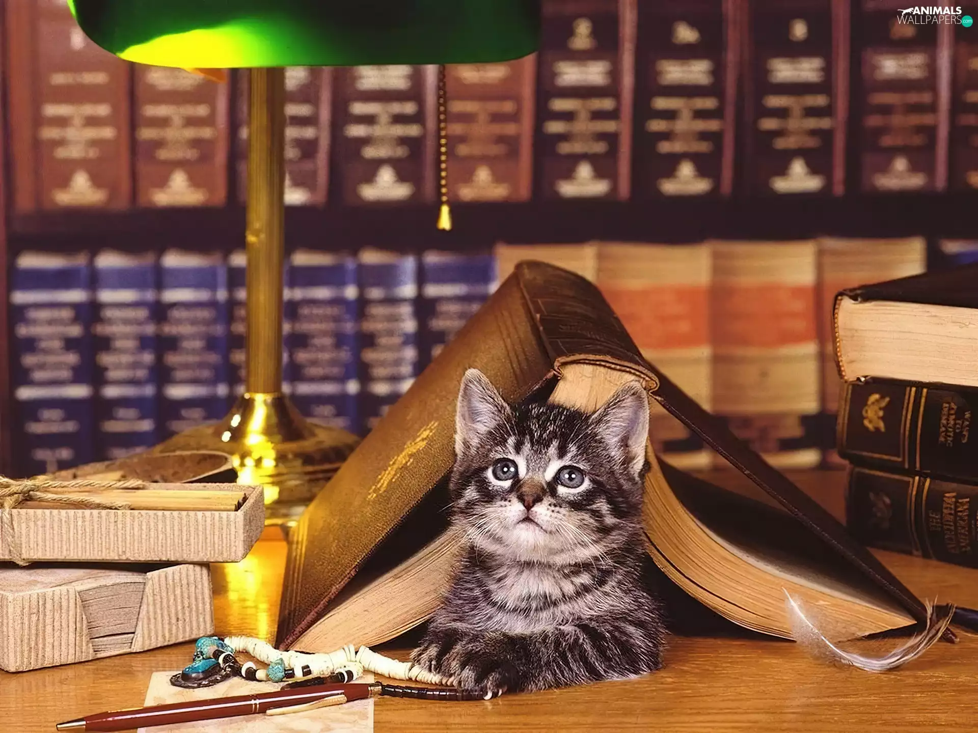 kitten, Book