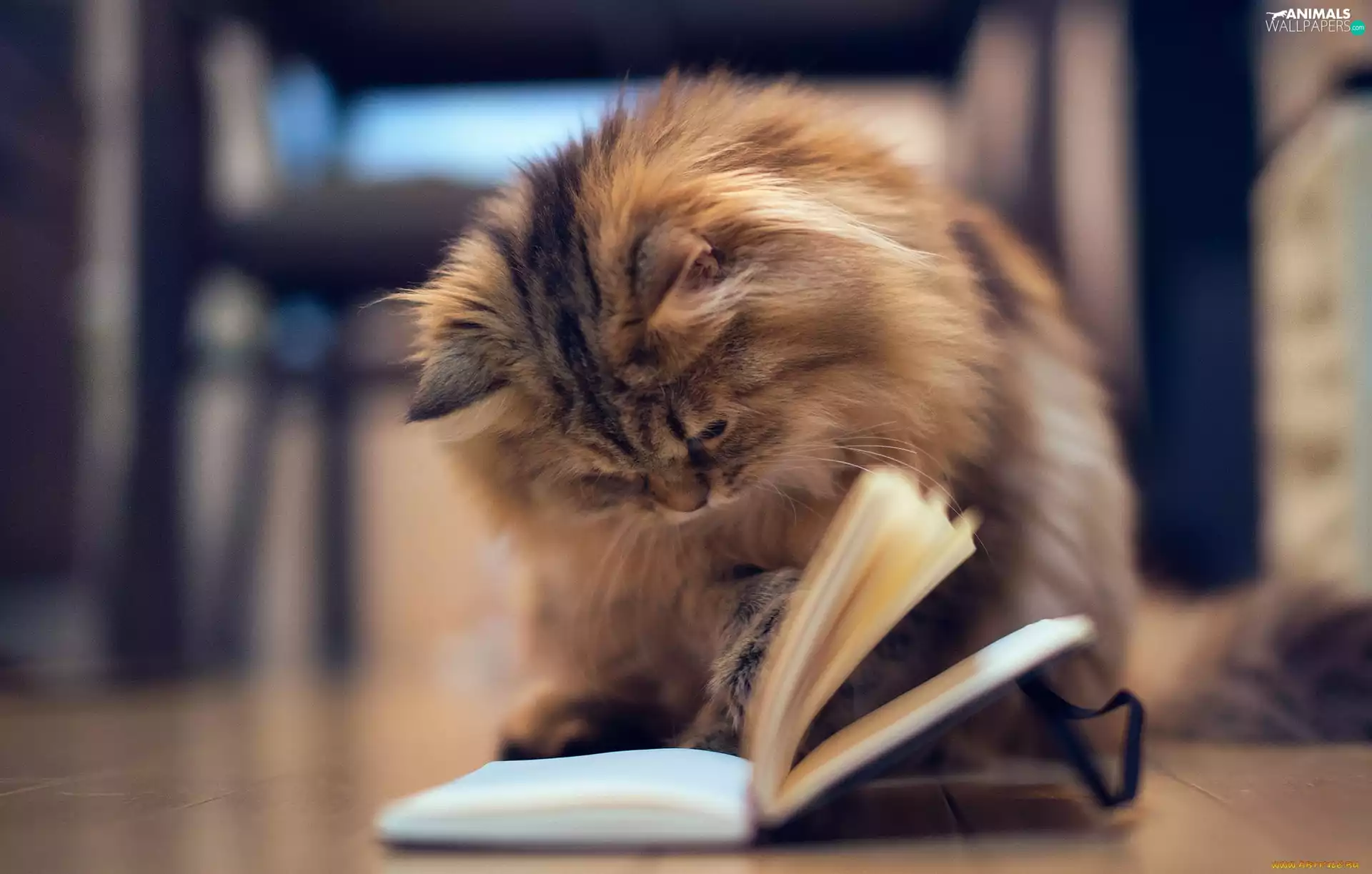 kitten, Book
