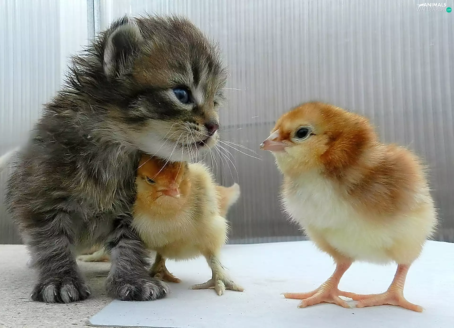kitten, Chicks