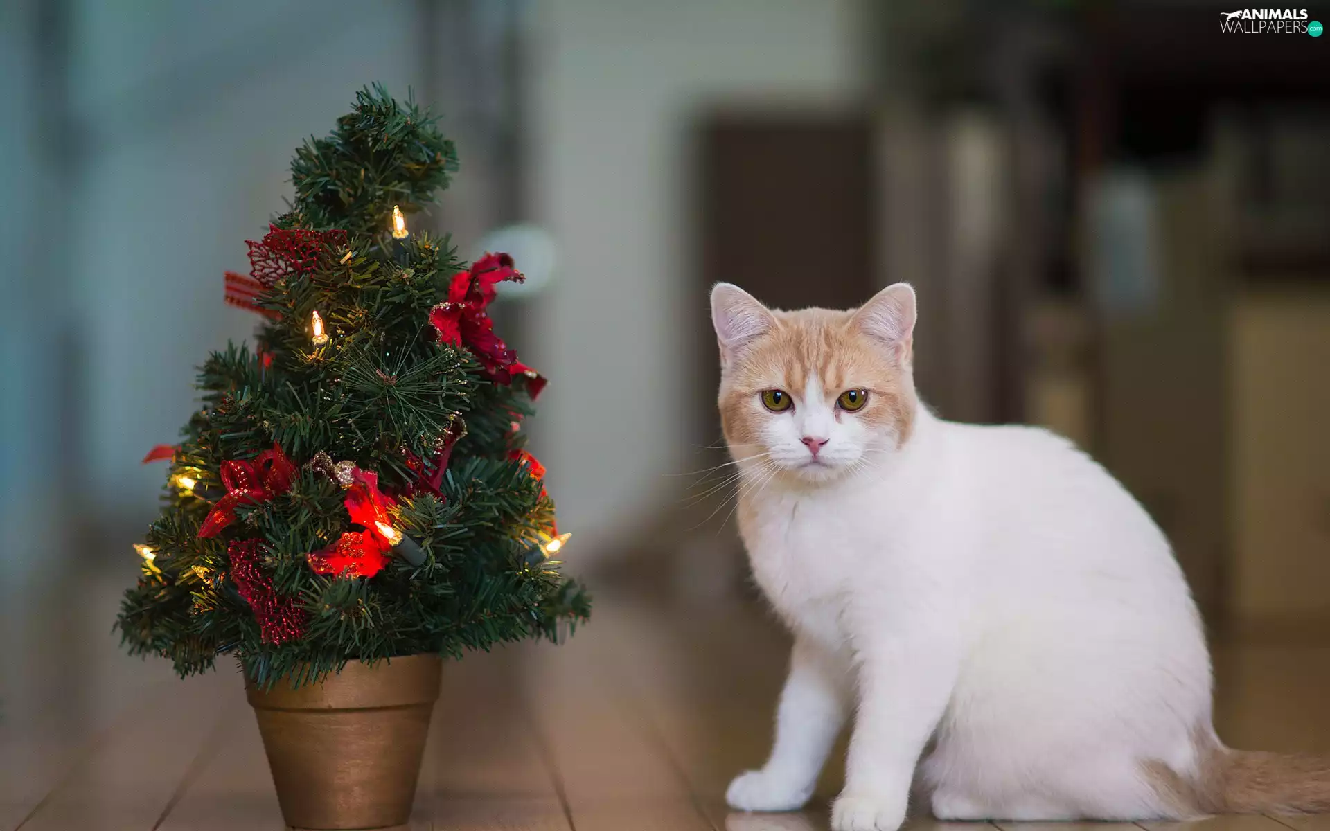 christmas tree, White, kitten