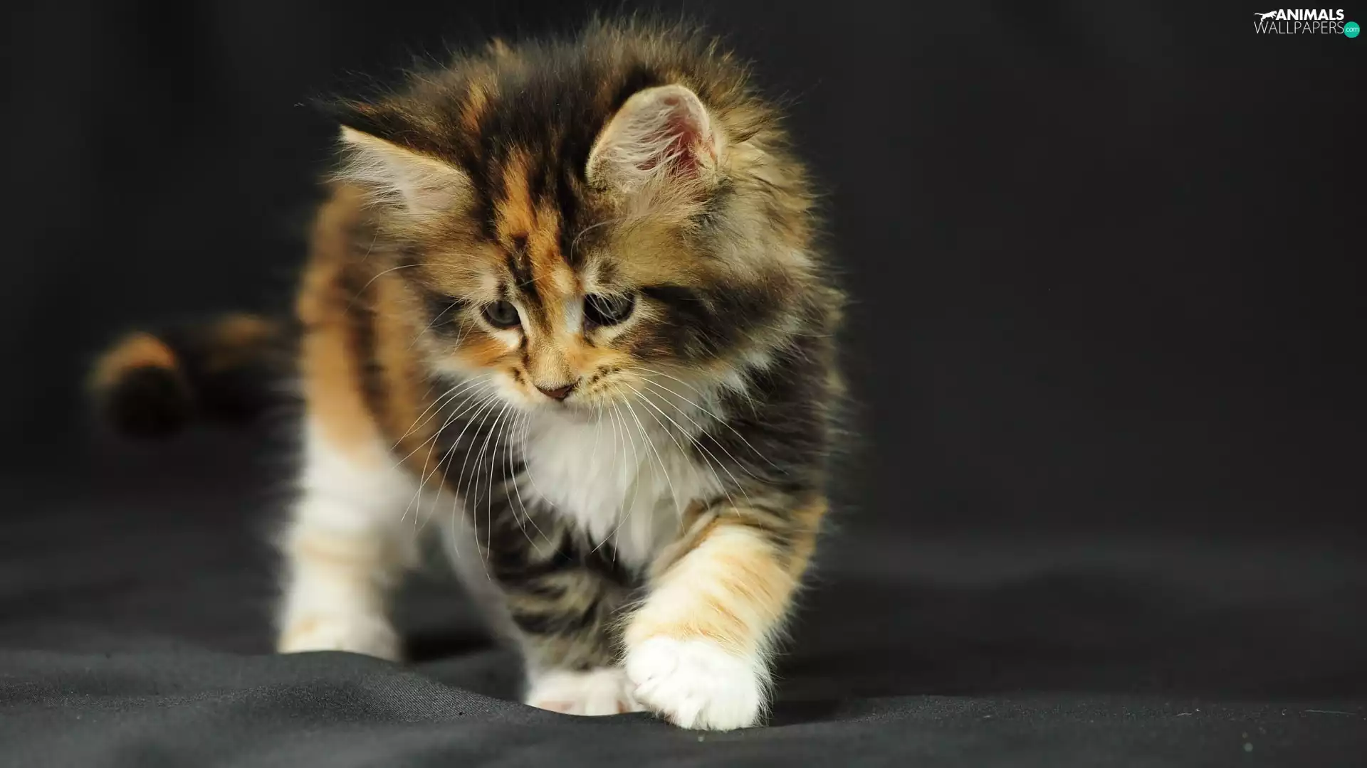 kitten, pretty, colourful