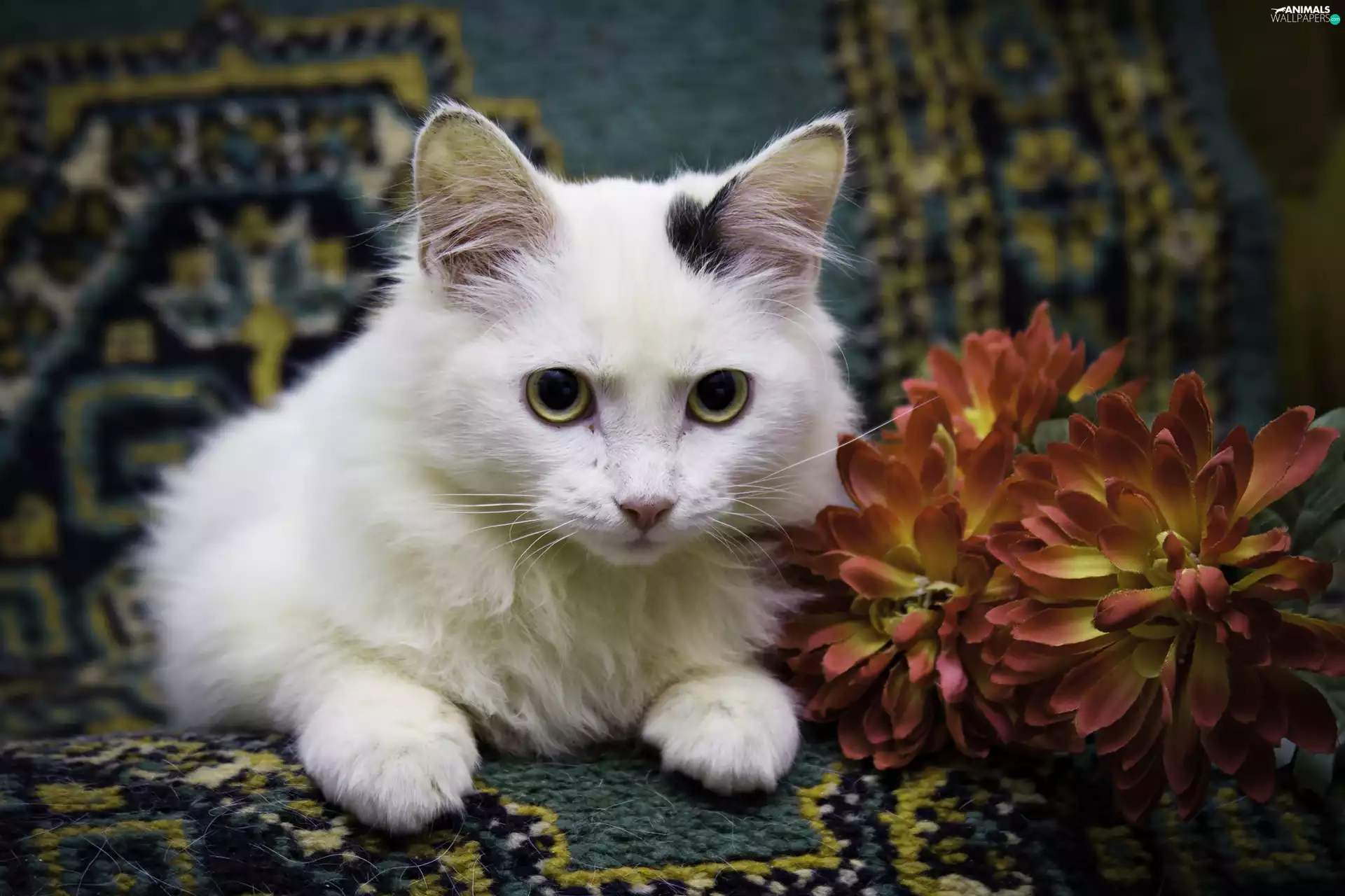Colourfull Flowers, White, kitten