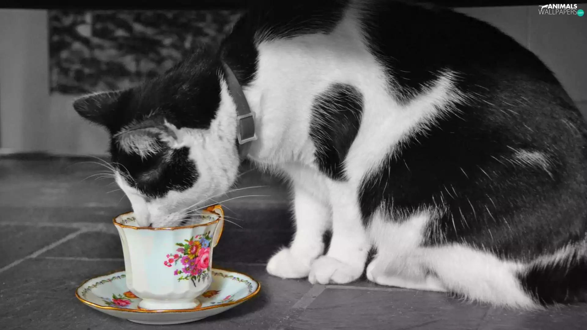kitten, cup