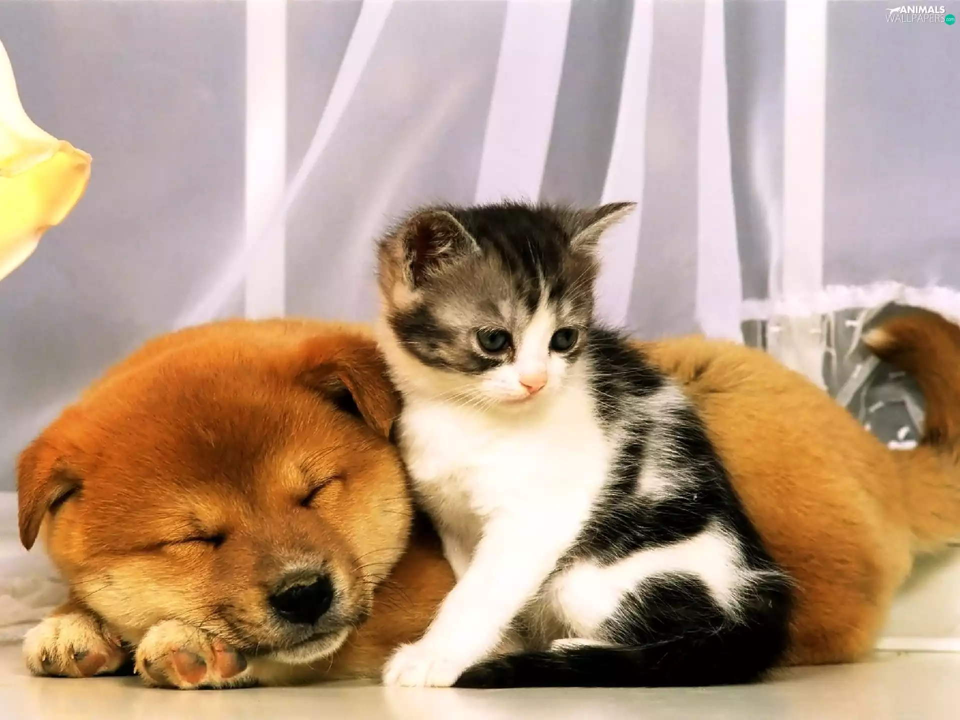 kitten, sleepy, dog