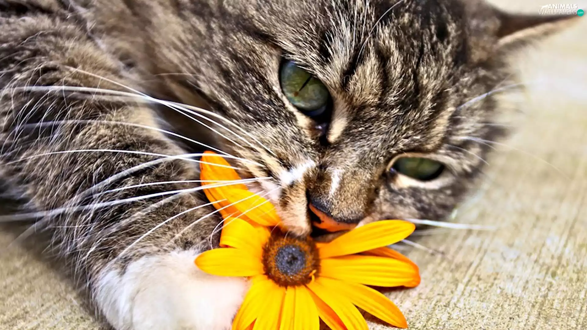 kitten, flower
