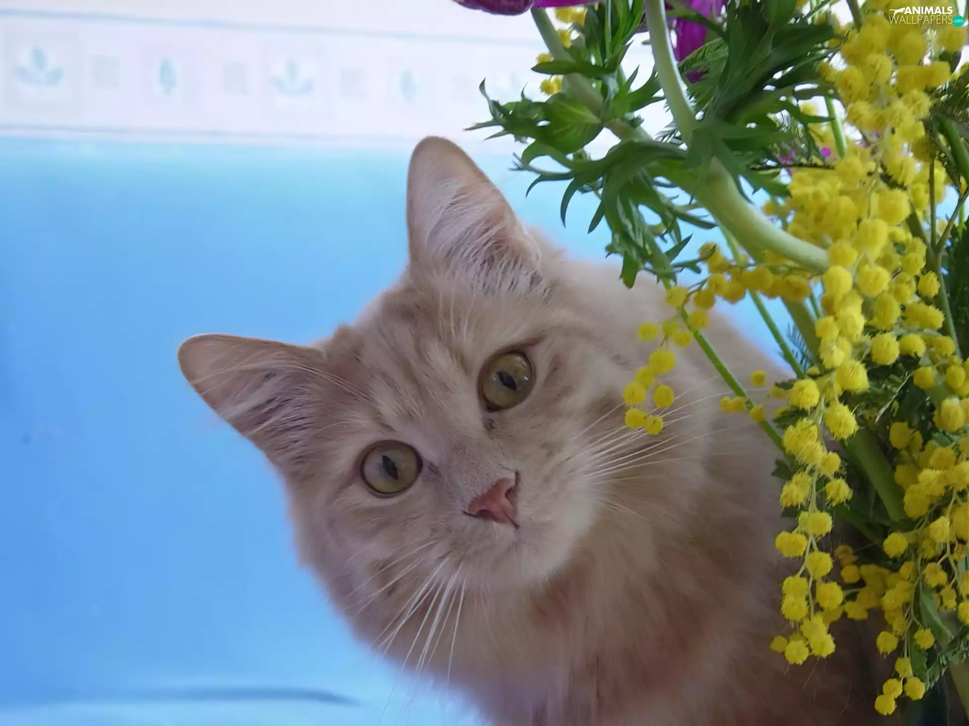 kitten, Flowers