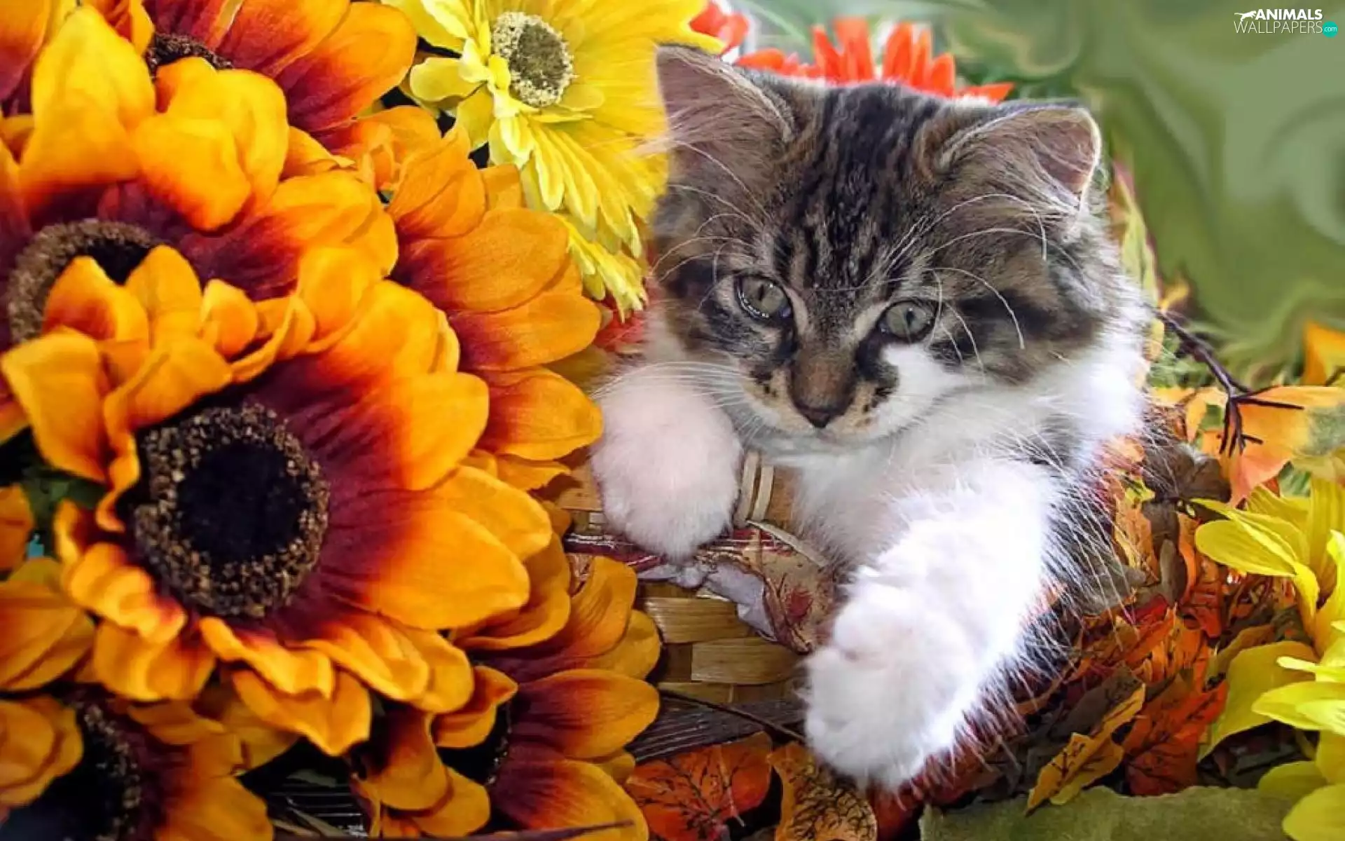 kitten, Flowers