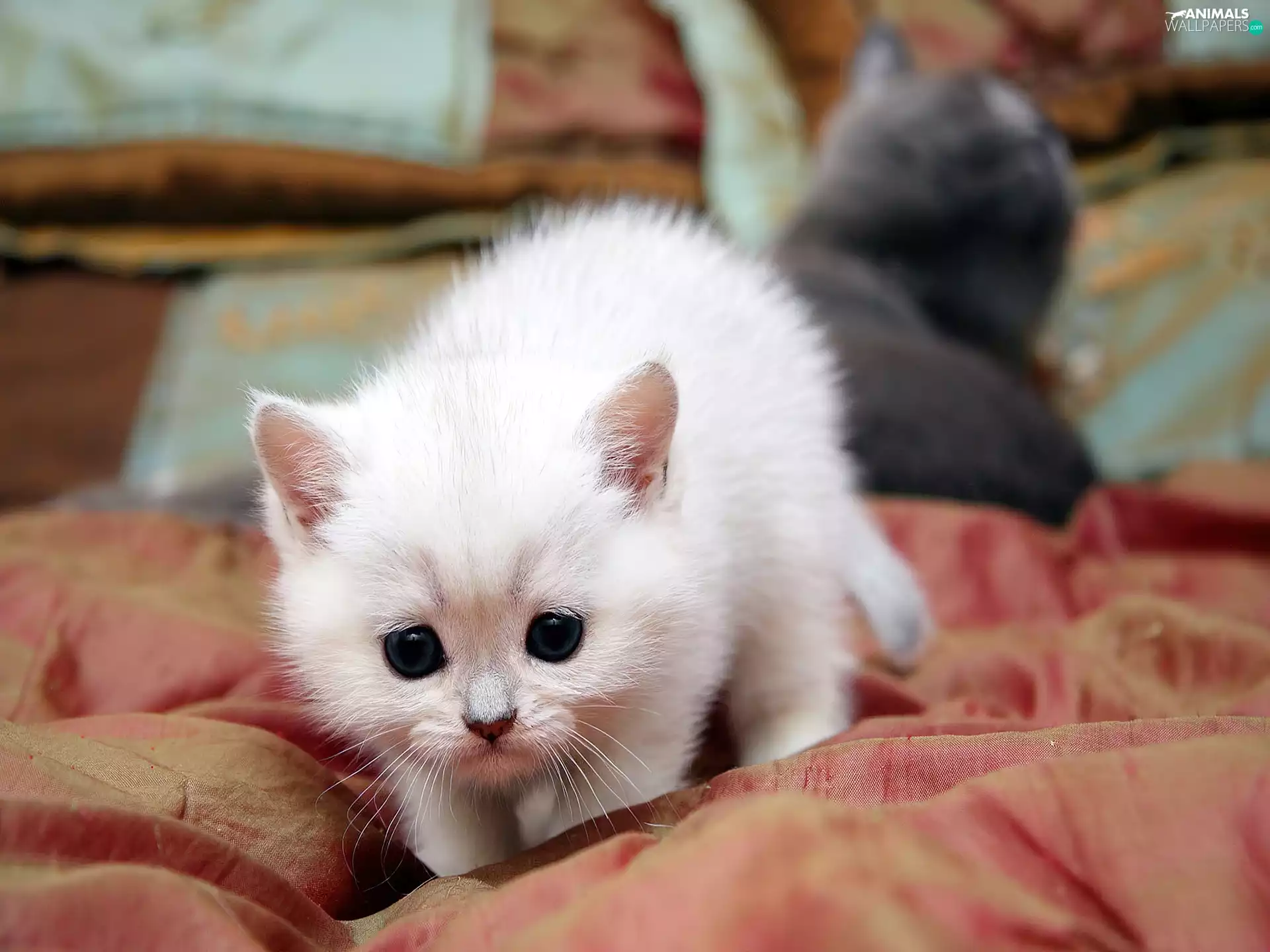 kitten, White, fluffy