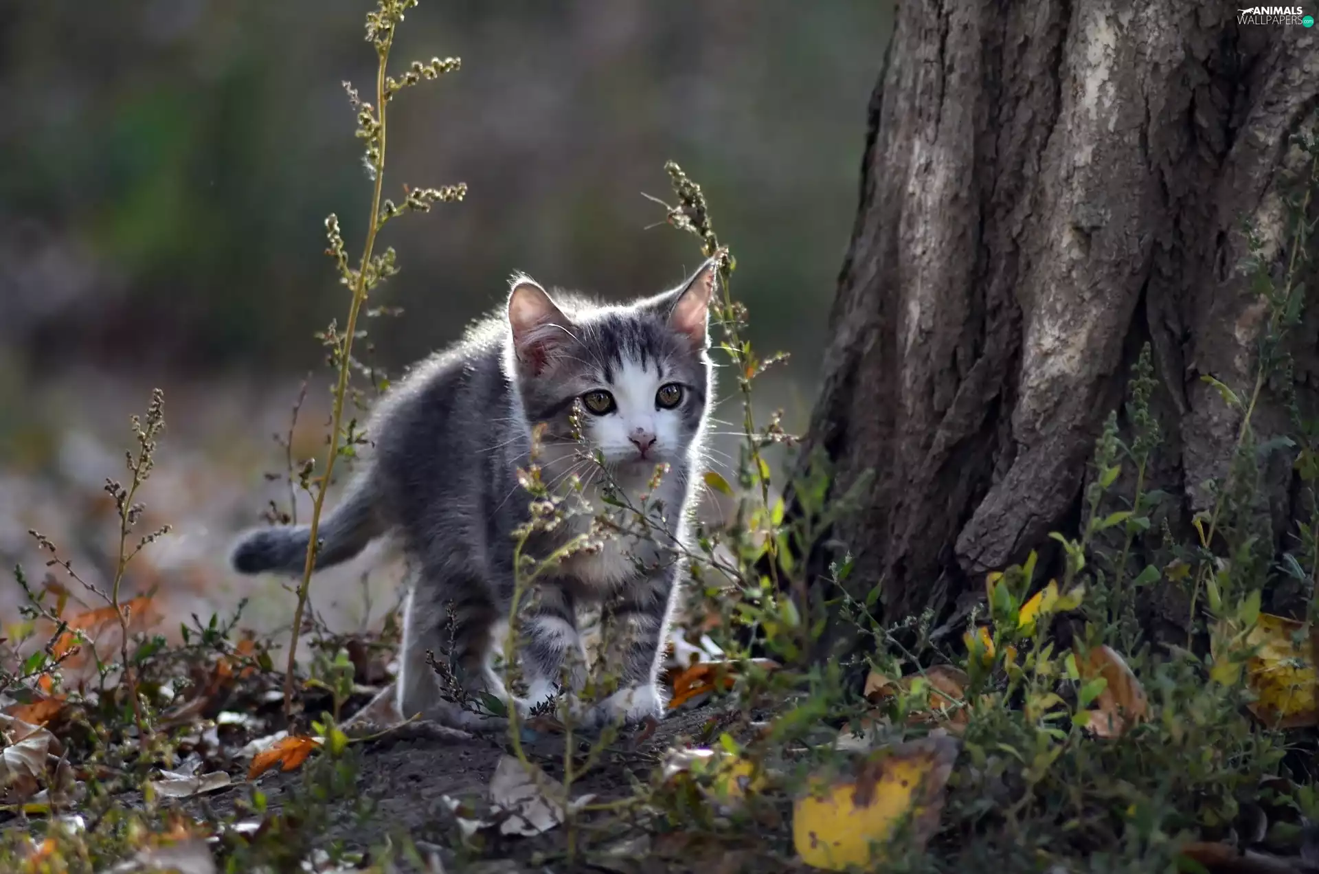 kitten, forest
