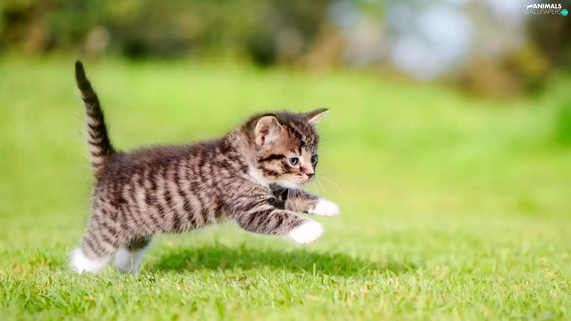 jump, striped, fuzzy, kitten, small, grass, background
