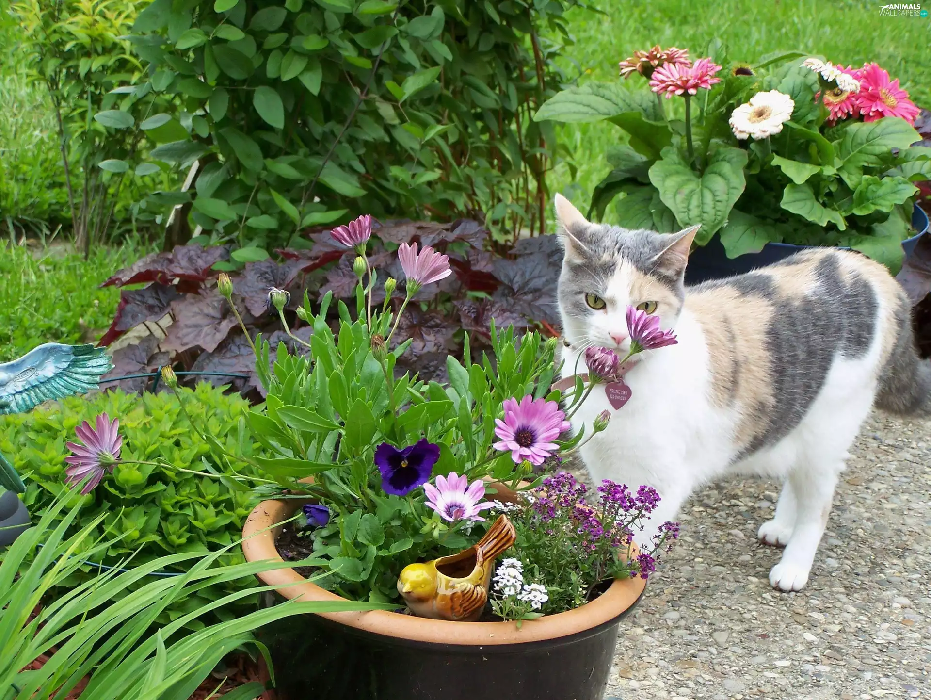 kitten, Garden