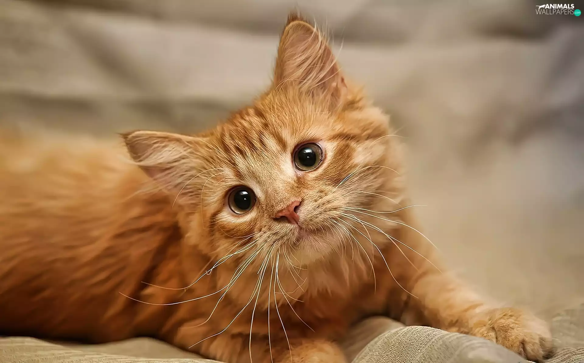kitten, beautiful, ginger