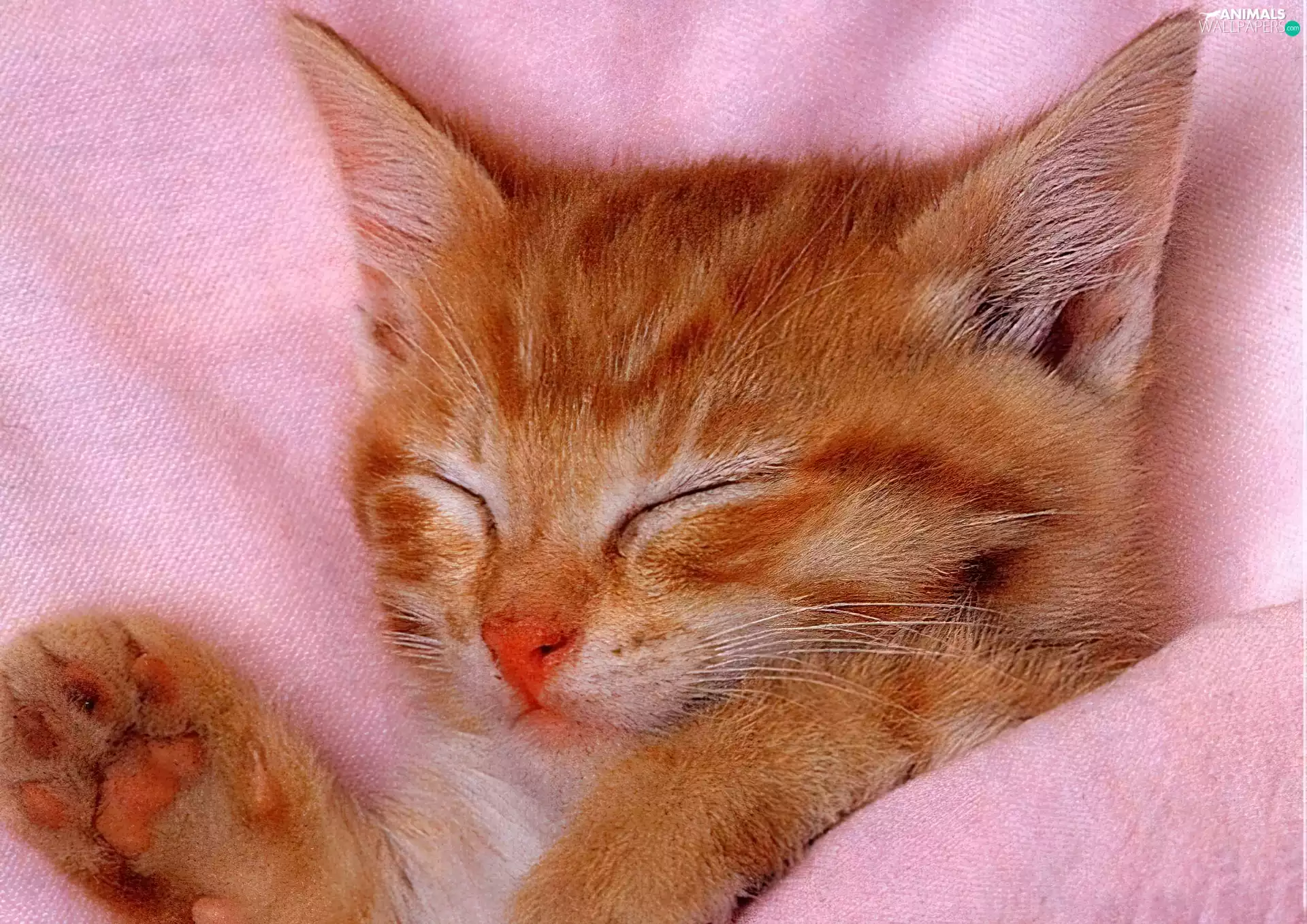 ginger, Pink, Bedding, kitten