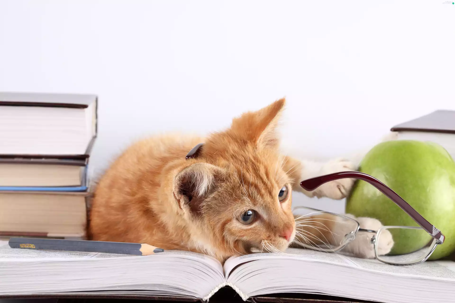 ginger, Glasses, Books, kitten