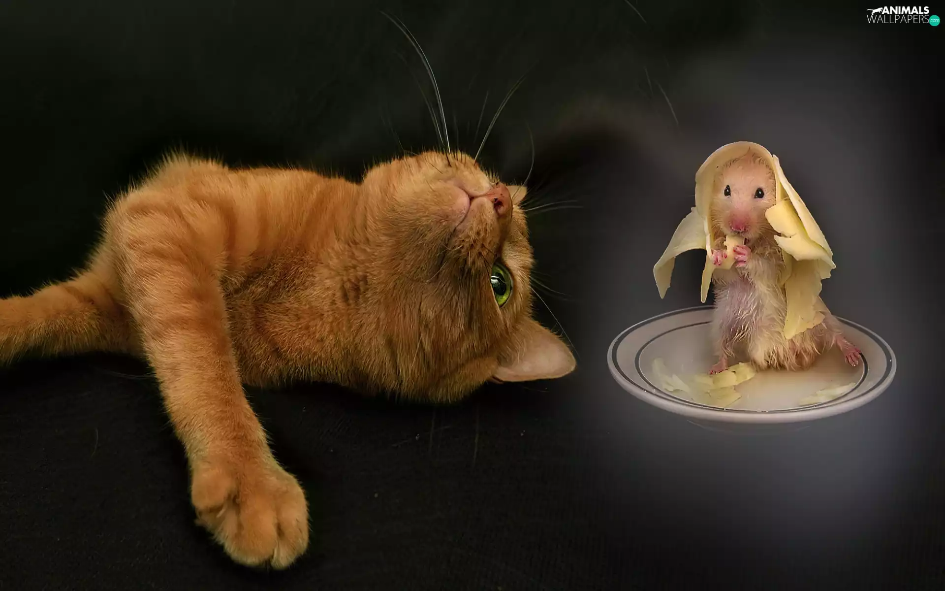 ginger, mouse, cheese, kitten