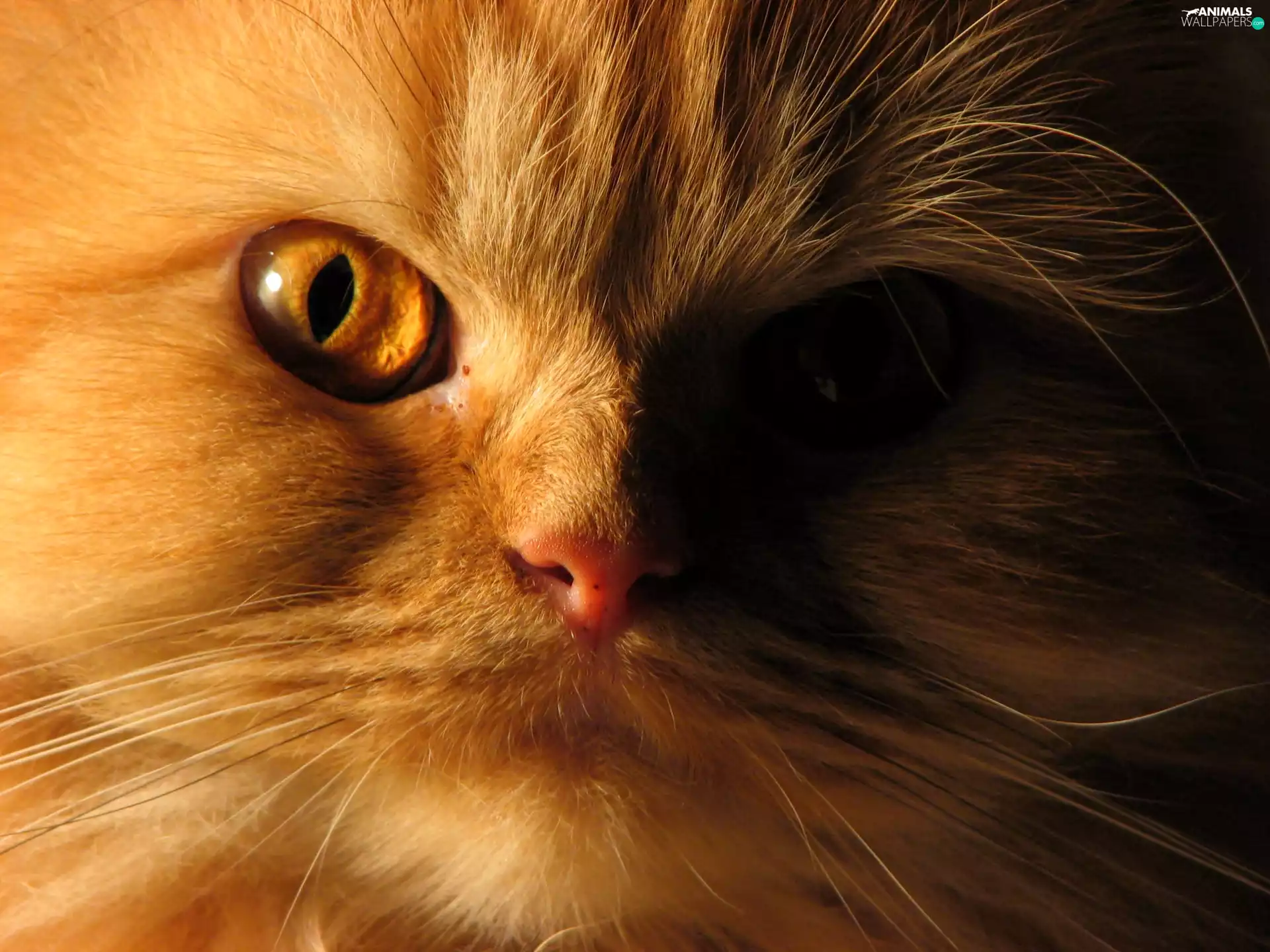 ginger, Head, eye, kitten