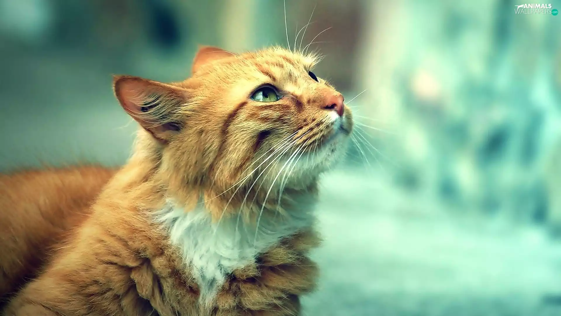 kitten, gazing, ginger