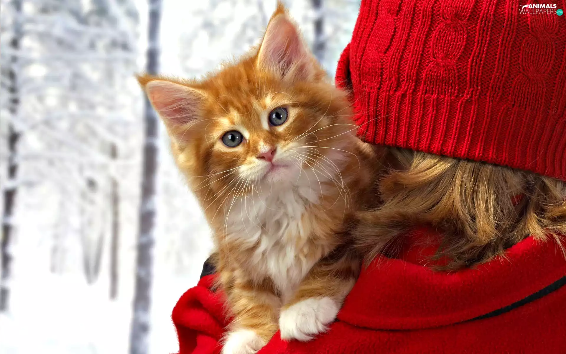red hot, Hat, kitten, lady, ginger