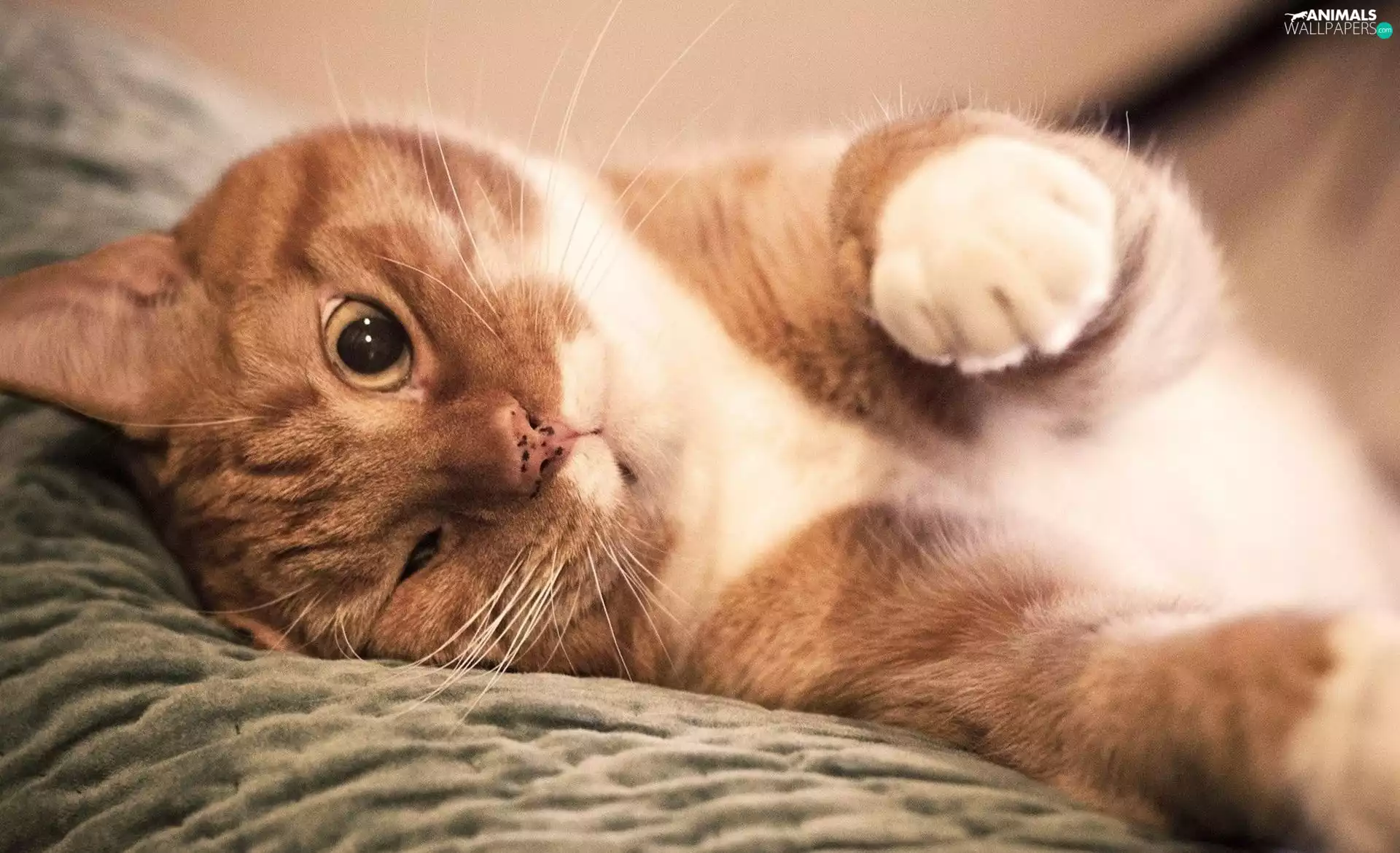 kitten, lying, ginger