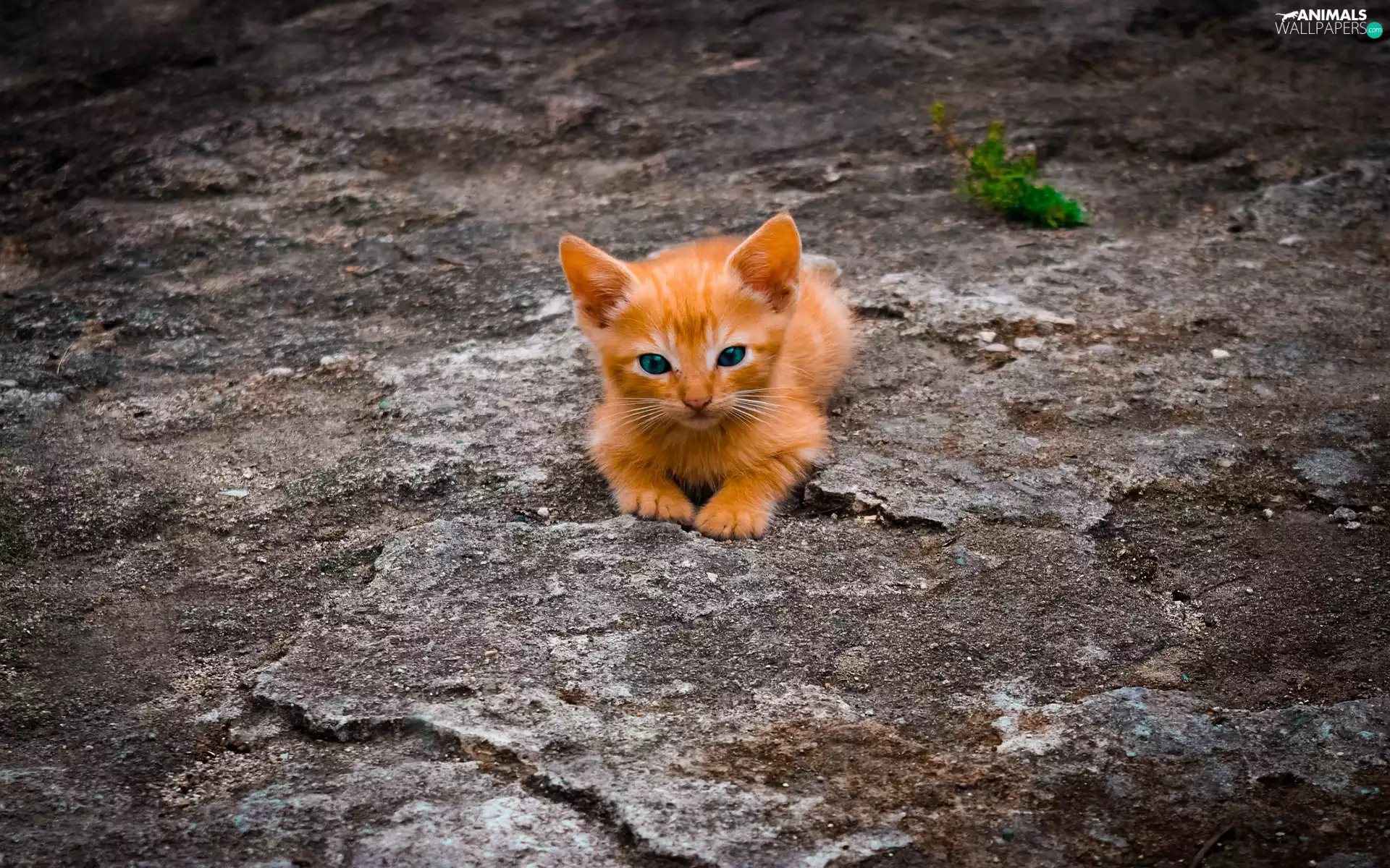 ginger, rocks, plant, kitten