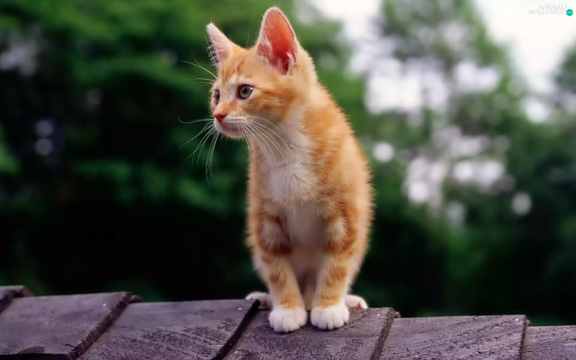 ginger, an, Roof, kitten