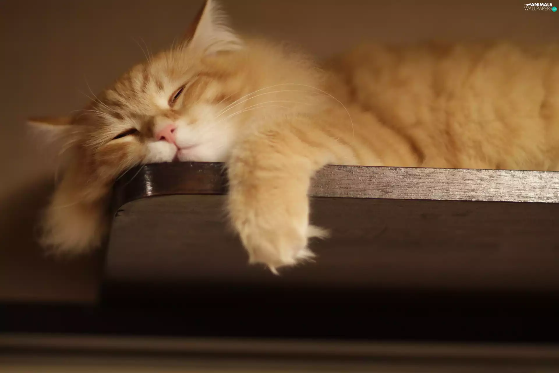 kitten, sleepy, ginger