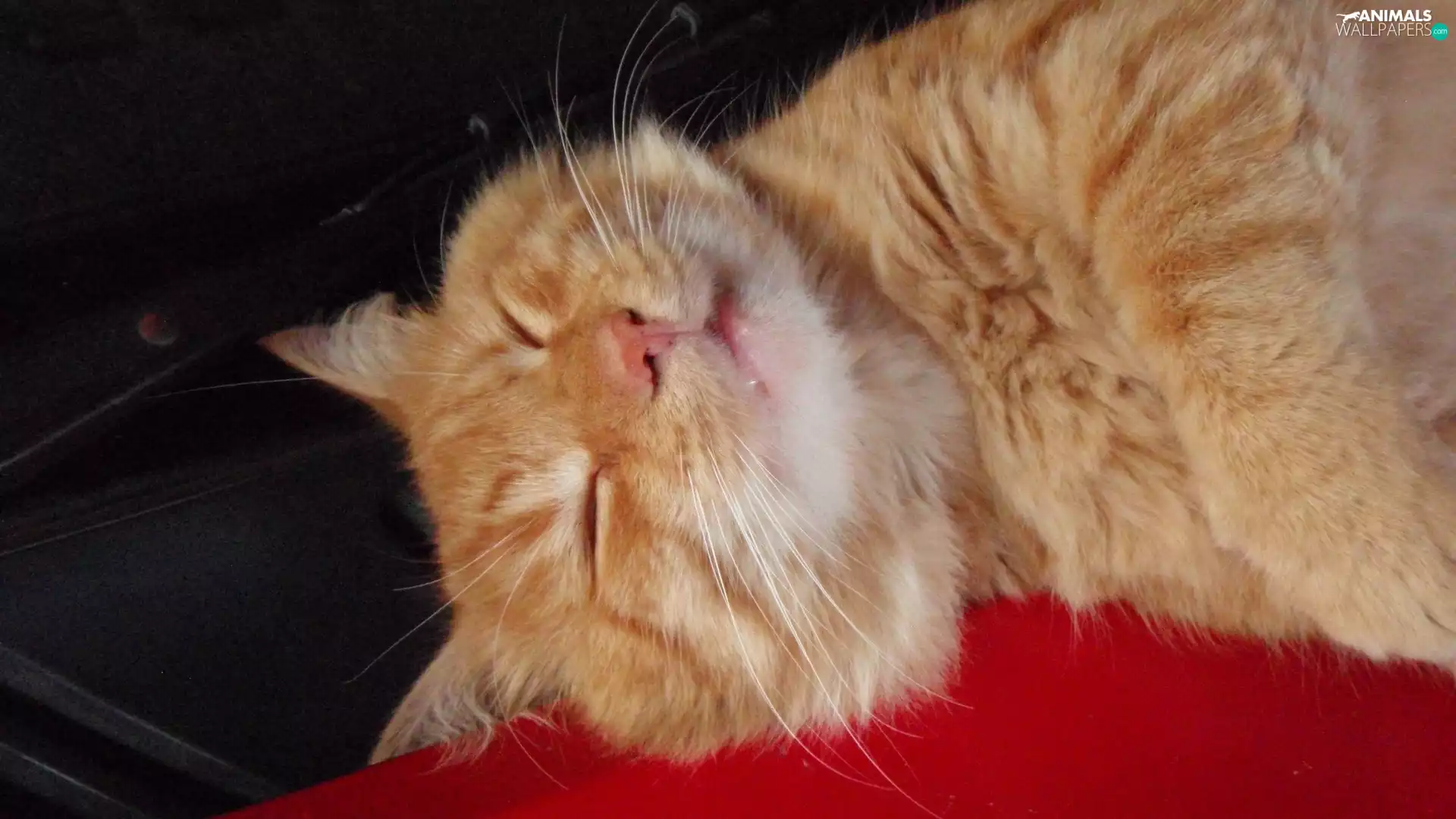 kitten, sleepy, ginger