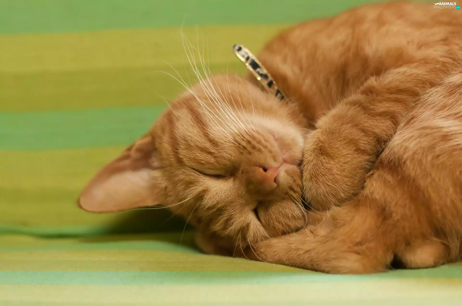 kitten, sleepy, ginger