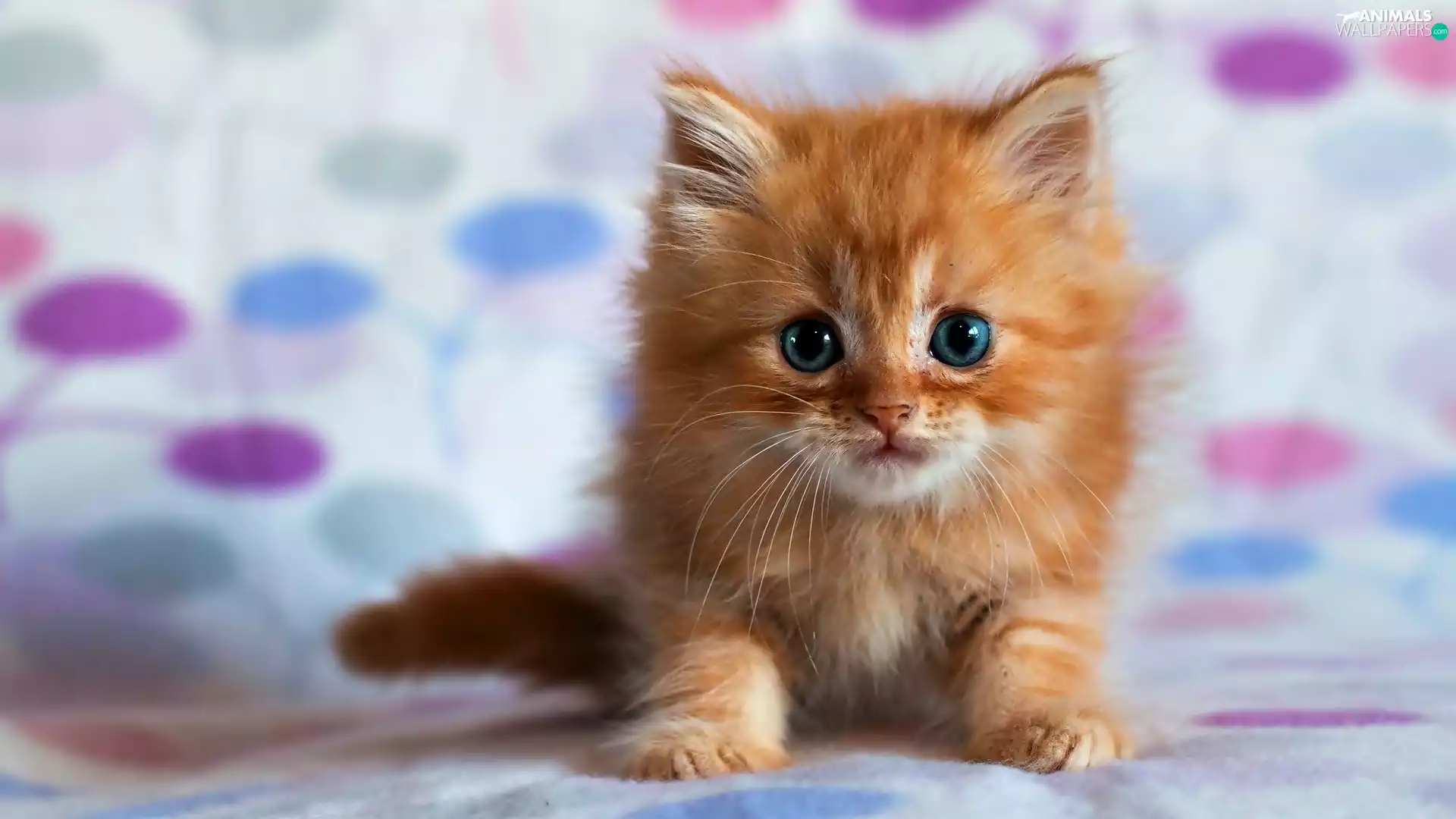 kitten, small, ginger