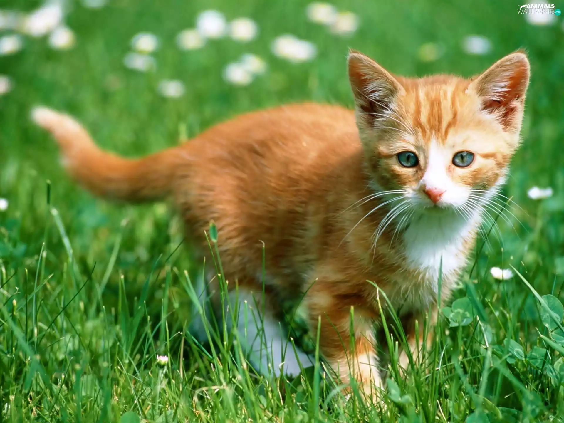 ginger, grass, wander, kitten