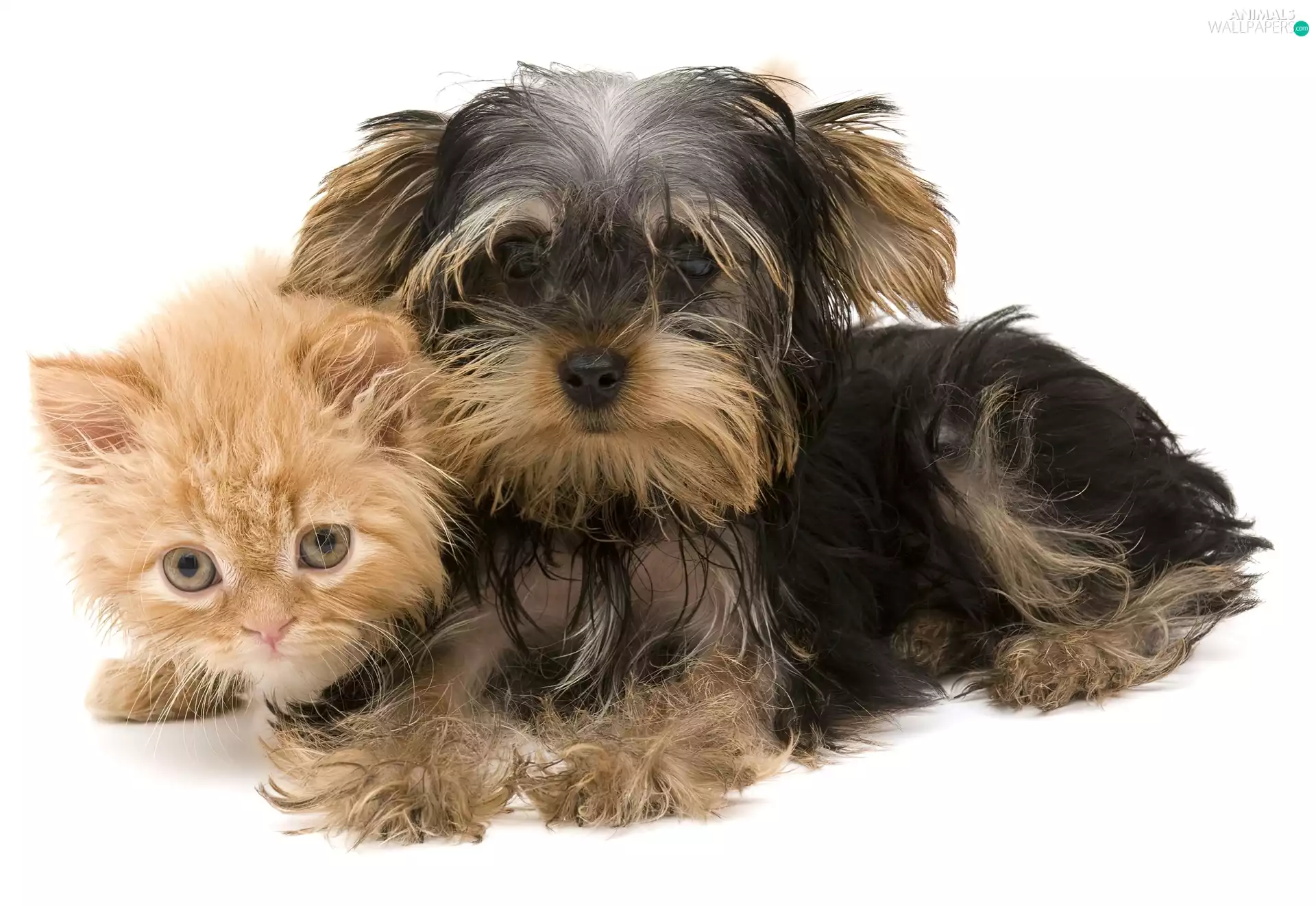 ginger, doggy, York, kitten