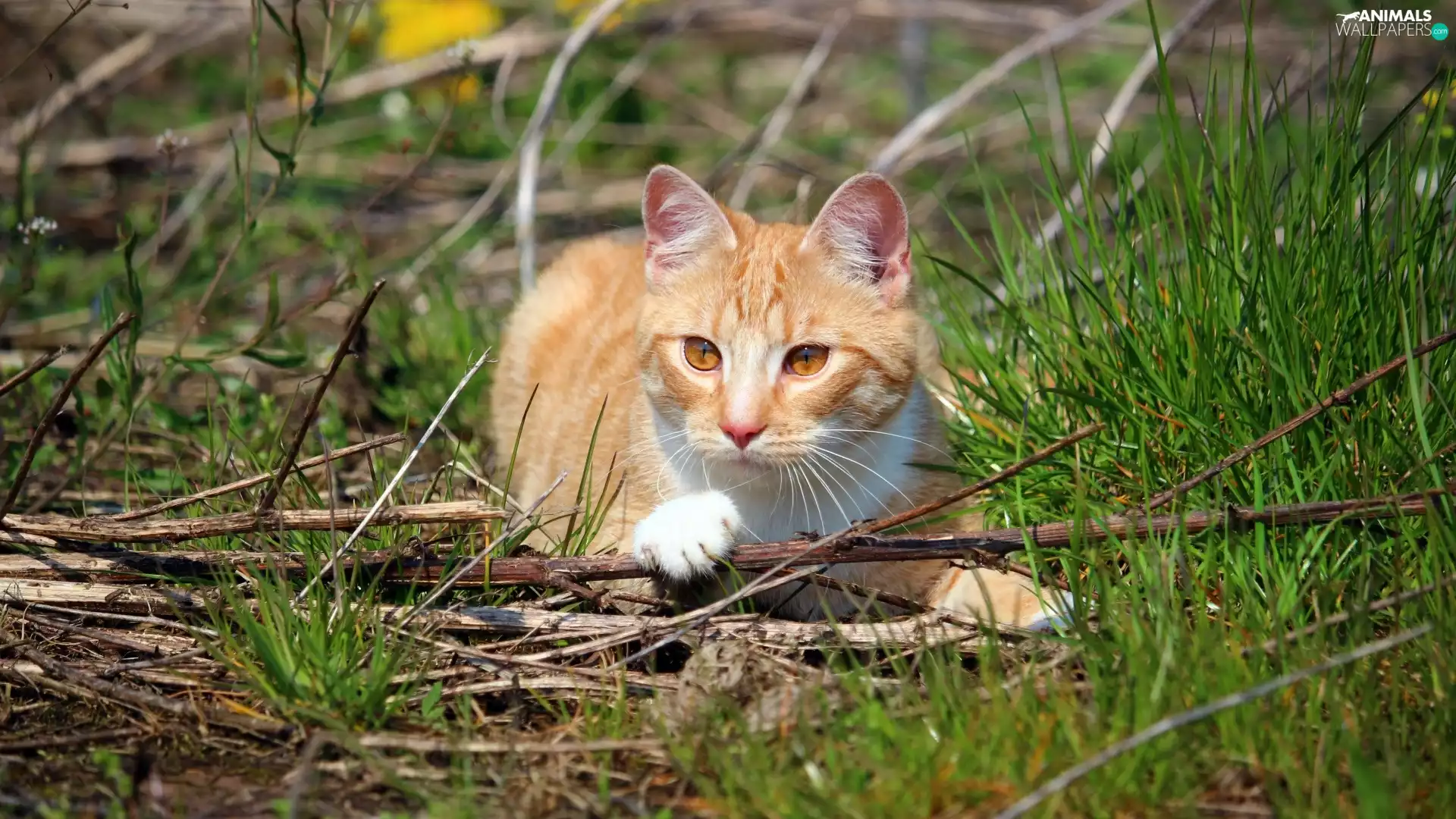 kitten, grass