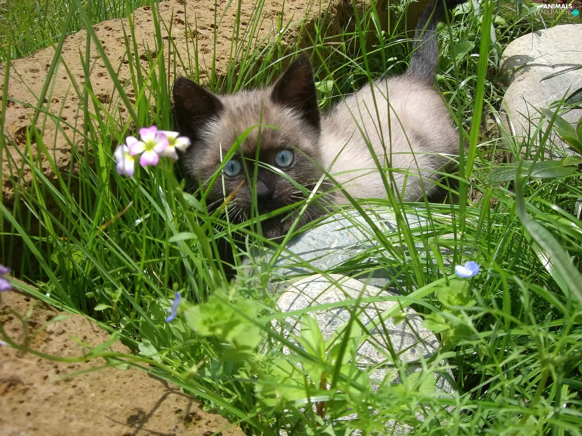 kitten, grass